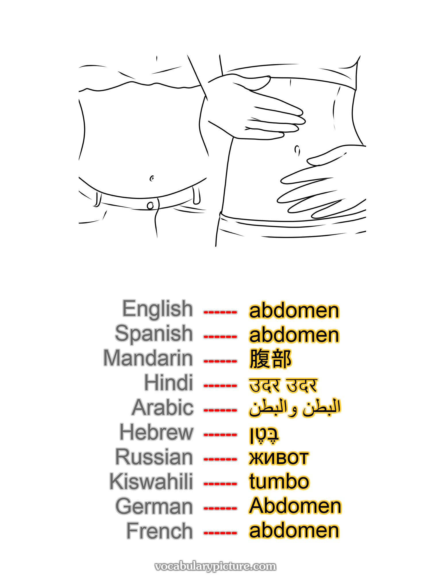 abdomen abdomen 腹部 उदर उदर البطن والبطن בֶּטֶן живот tumbo Abdomen abdomen -vocabulary with picture on vocabularypicture.com