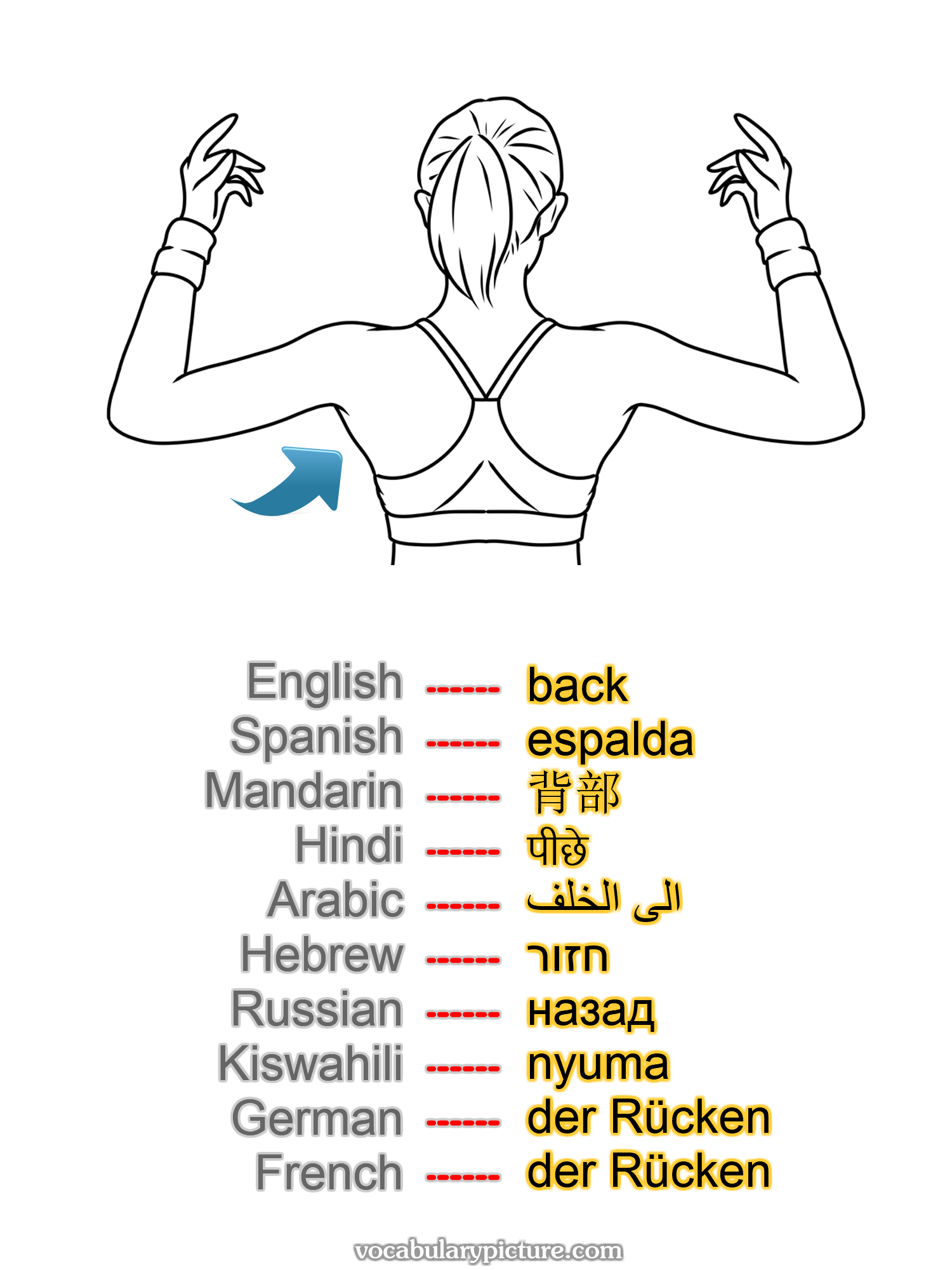 back espalda 背部 पीछे الى الخلف חזור назад nyuma der Rücken der Rücken -vocabulary with picture on vocabularypicture.com