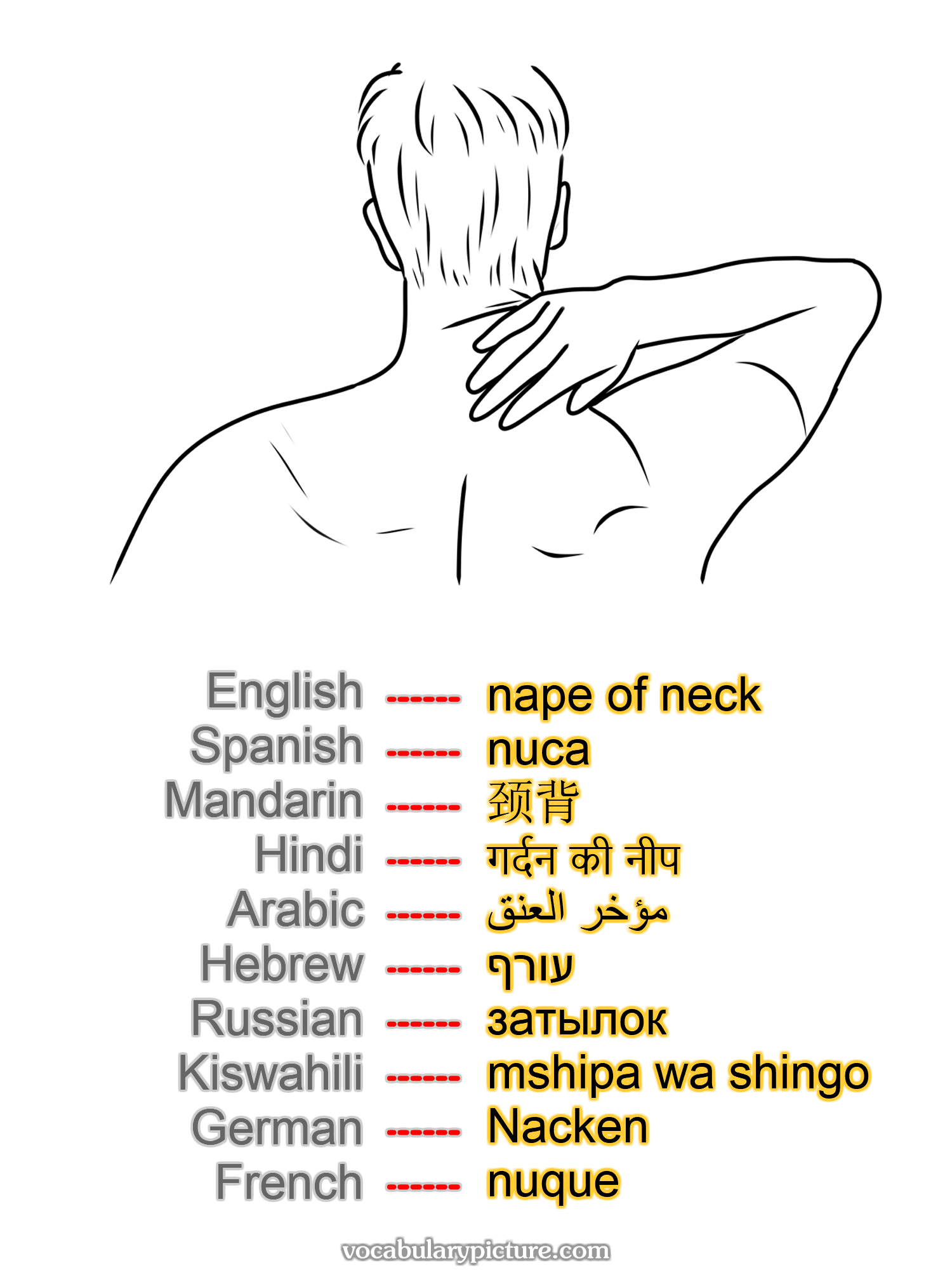 nape of neck nuca 颈背 गर्दन की नीप مؤخر العنق עורף затылок mshipa wa shingo Nacken nuque —vocabulary with picture on vocabularypicture.com