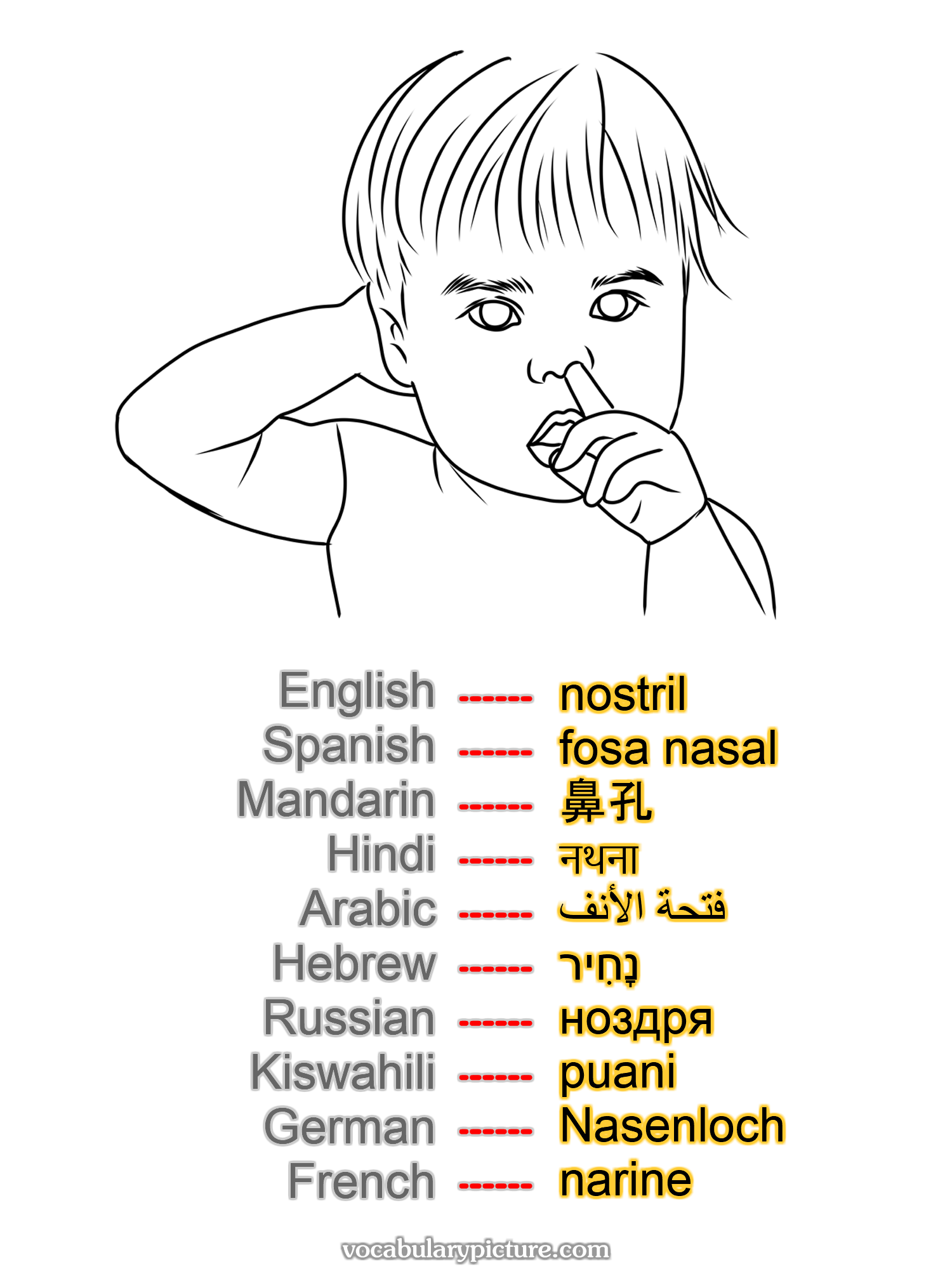 nostril fosa nasal 鼻孔 नथना فتحة الأنف נָחִיר ноздря puani Nasenloch narine —vocabulary with picture on vocabularypicture.com