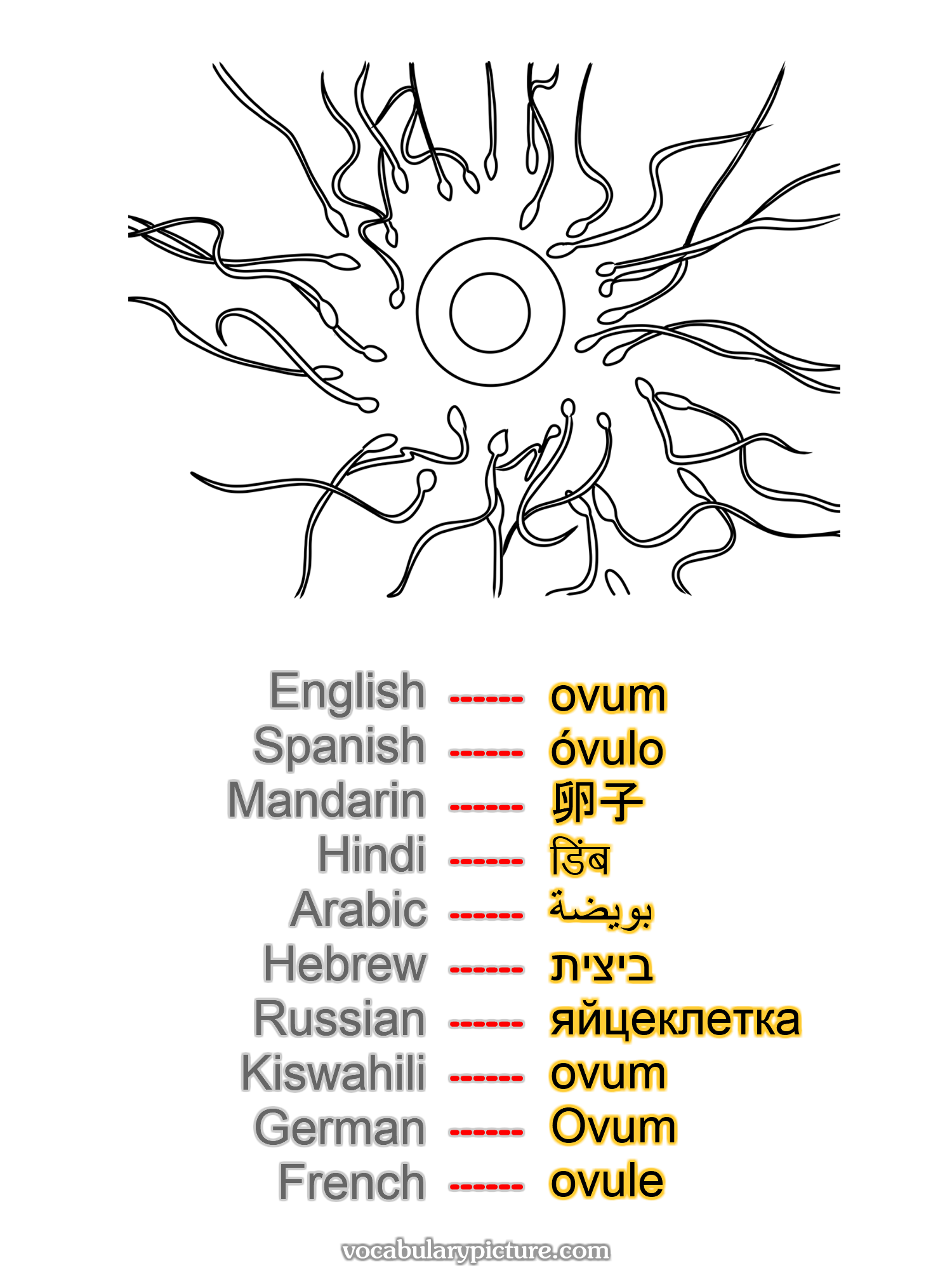 ovum óvulo 卵子 डिंब بويضة ביצית яйцеклетка ovum Ovum ovule —vocabulary with picture on vocabularypicture.com