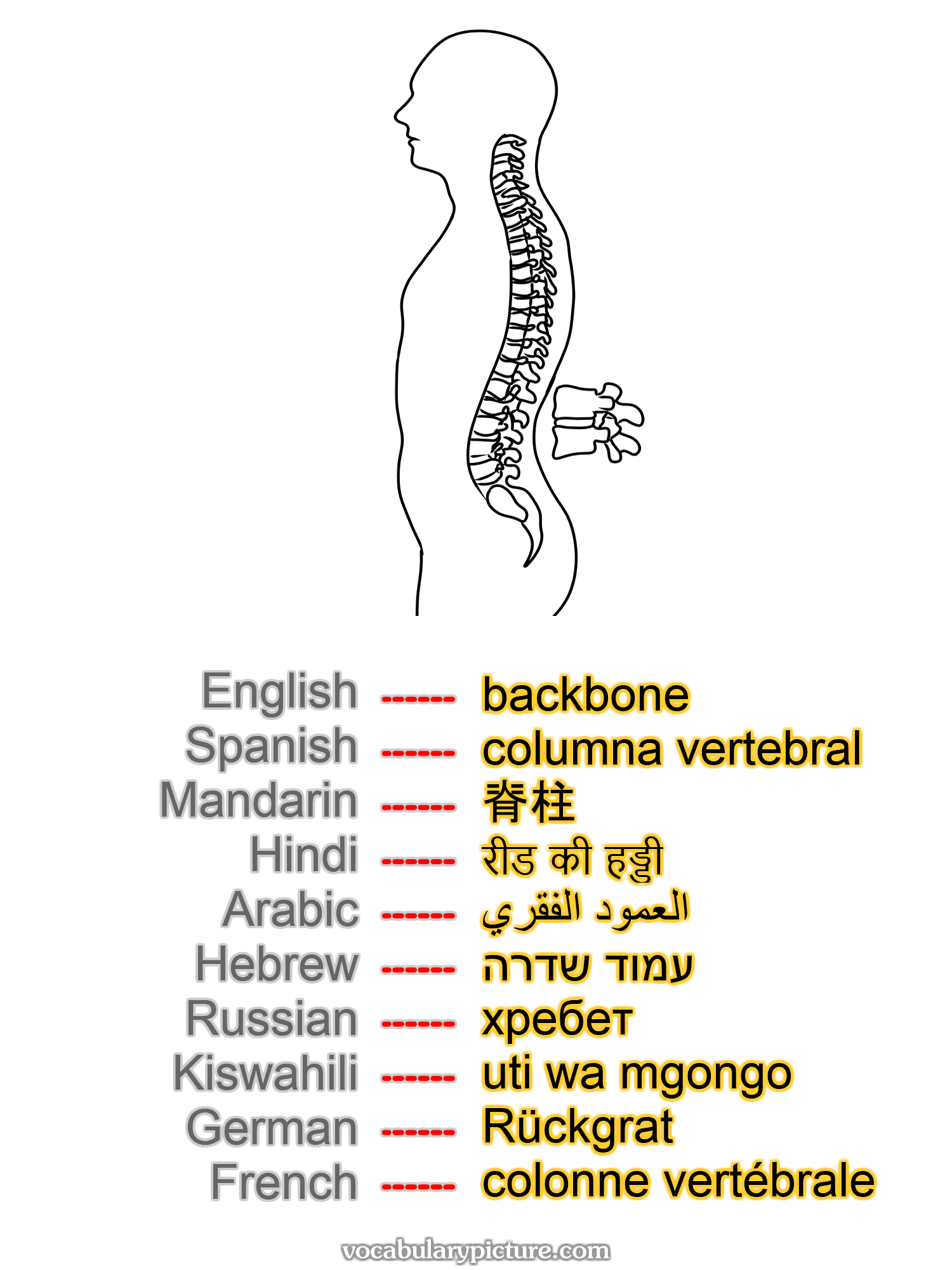 backbone columna vertebral 脊柱 रीड की हड्डी العمود الفقري עמוד שדרה хребет uti wa mgongo Rückgrat colonne vertébrale —vocabulary with picture on vocabularypicture.com