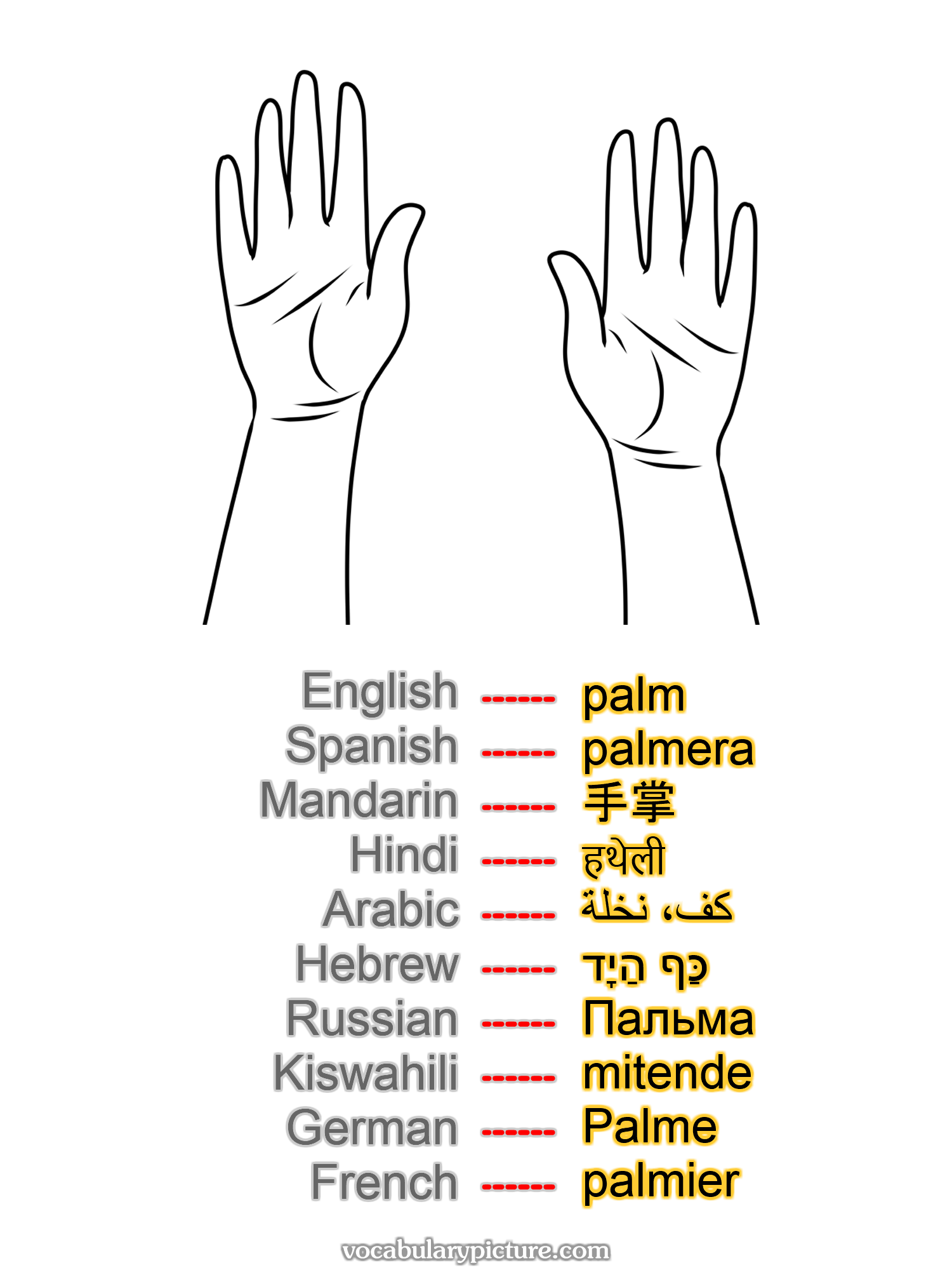 palm palmera 手掌 हथेली كف، نخلة כַּף הַיָד Пальма mitende Palme palmier —vocabulary with picture on vocabularypicture.com