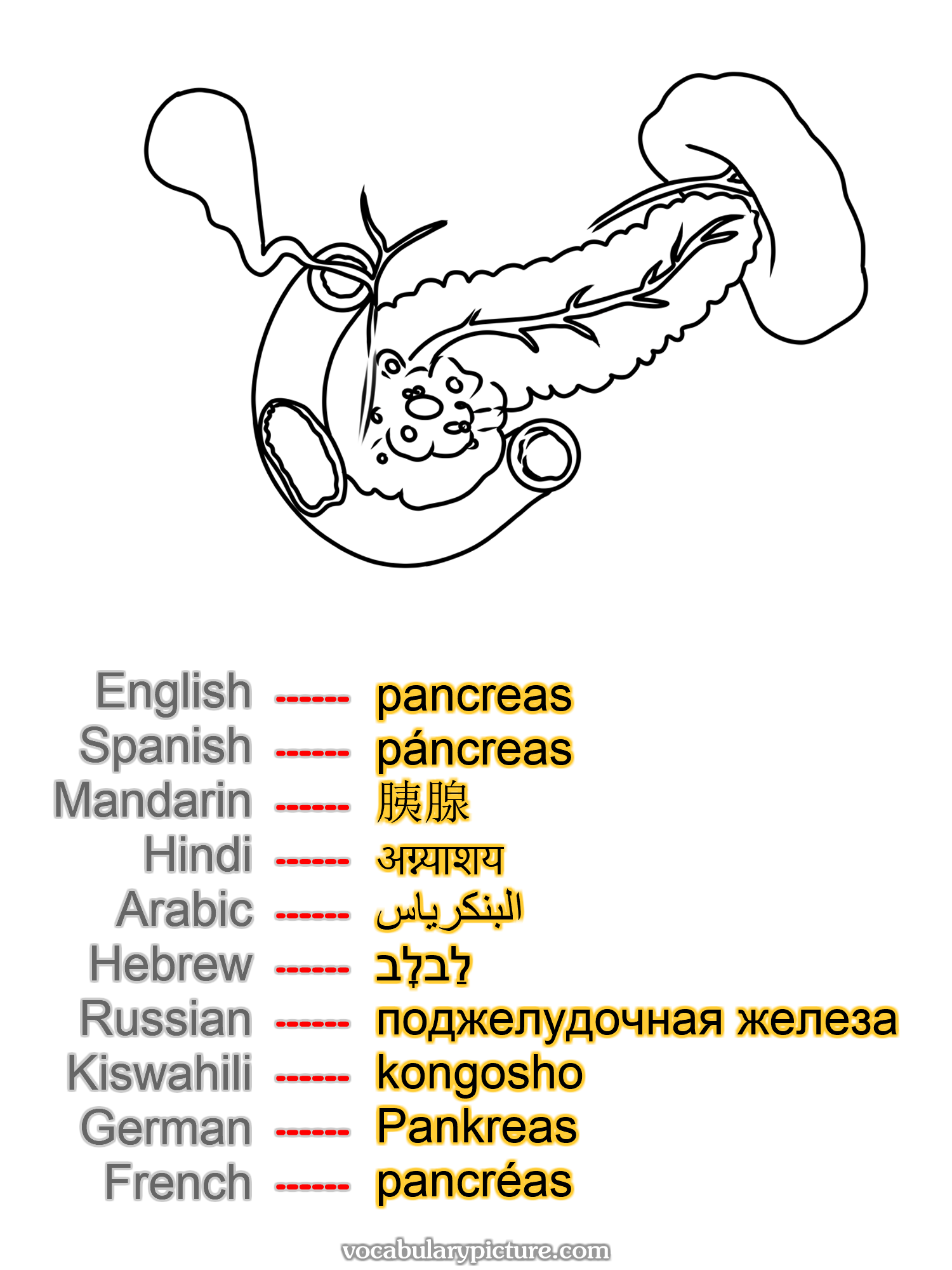 pancreas páncreas 胰腺 अग्न्याशय البنكرياس לַבלָב поджелудочная железа kongosho Pankreas pancréas —vocabulary with picture on vocabularypicture.com