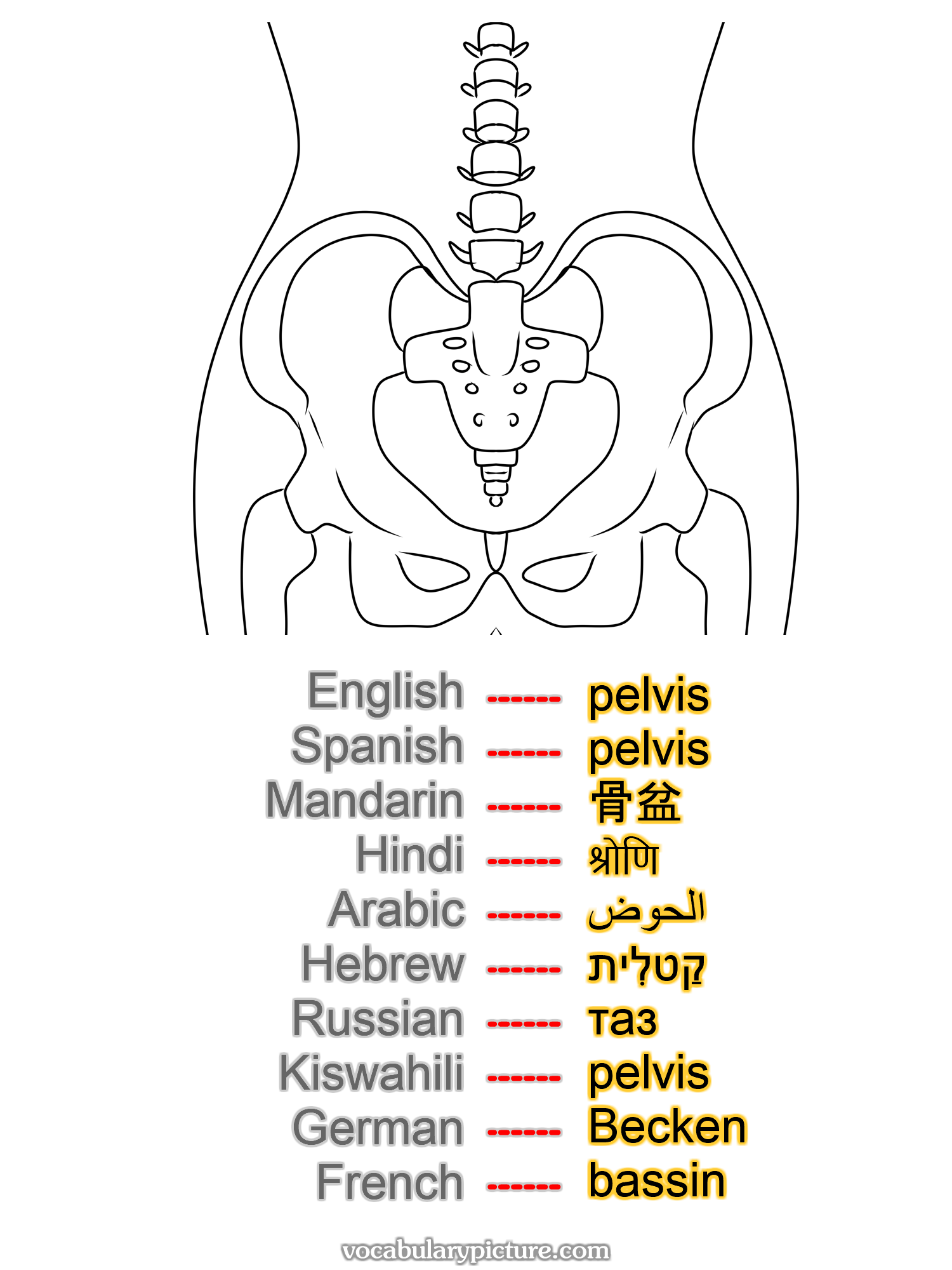 pelvis pelvis 骨盆 श्रोणि الحوض קַטלִית таз pelvis Becken bassin —vocabulary with picture on vocabularypicture.com