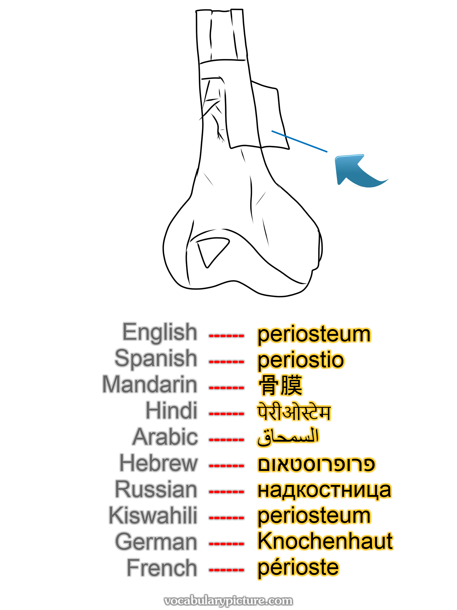 periosteum periostio 骨膜 पेरीओस्टेम السمحاق פרופרוסטאום надкостница periosteum Knochenhaut périoste —vocabulary with picture on vocabularypicture.com