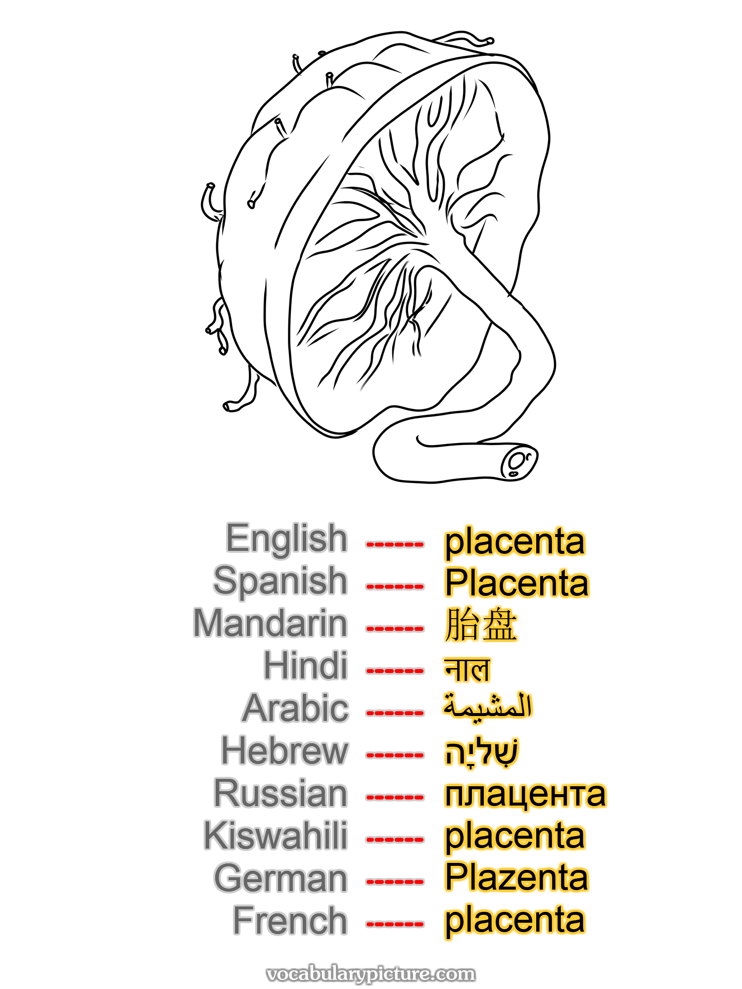 placenta Placenta 胎盘 नाल المشيمة שִׁליָה плацента placenta Plazenta placenta —vocabulary with picture on vocabularypicture.com