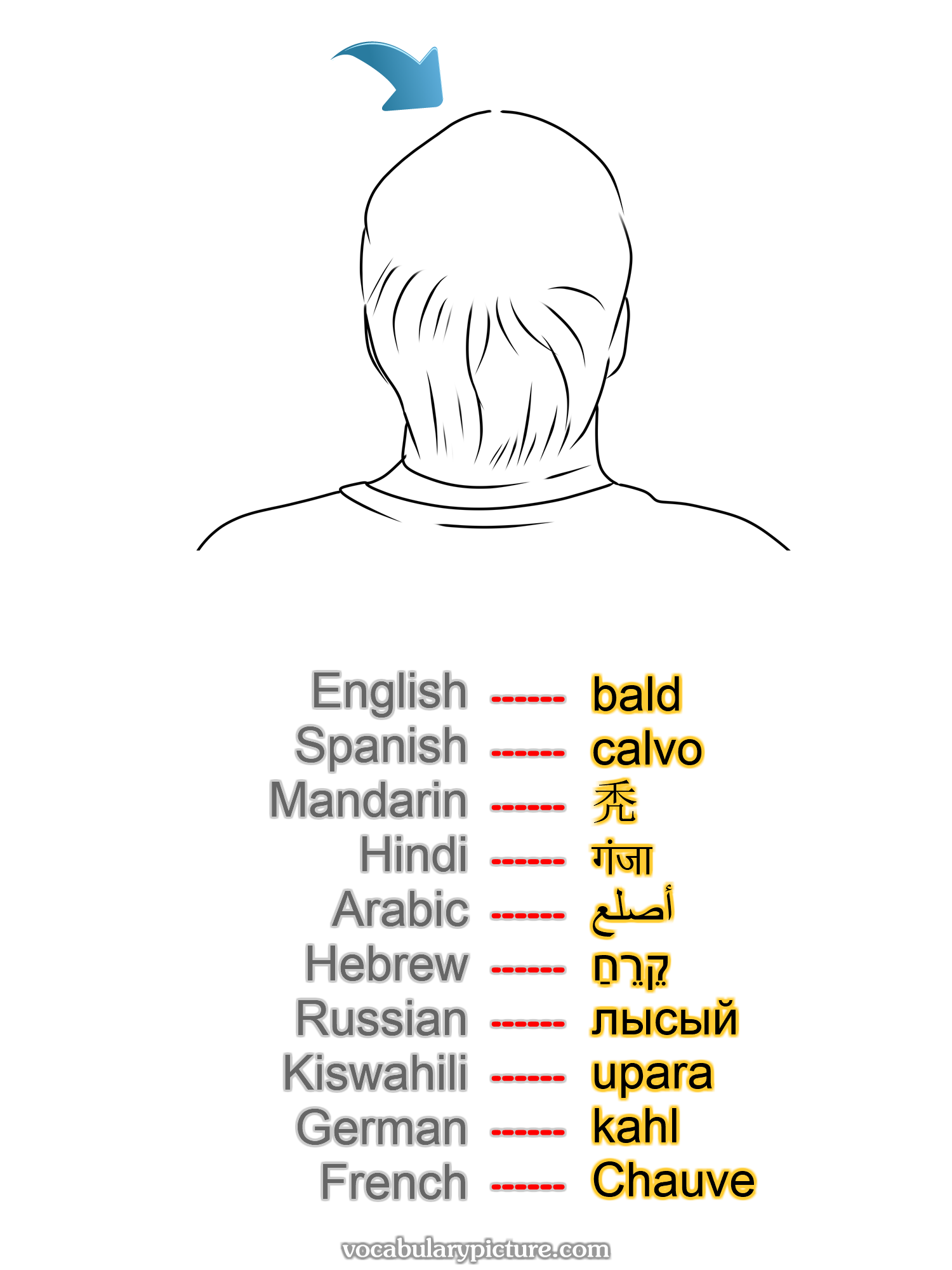 bald calvo 秃 गंजा أصلع קֵרֵחַ лысый upara kahl Chauve —vocabulary with picture on vocabularypicture.com