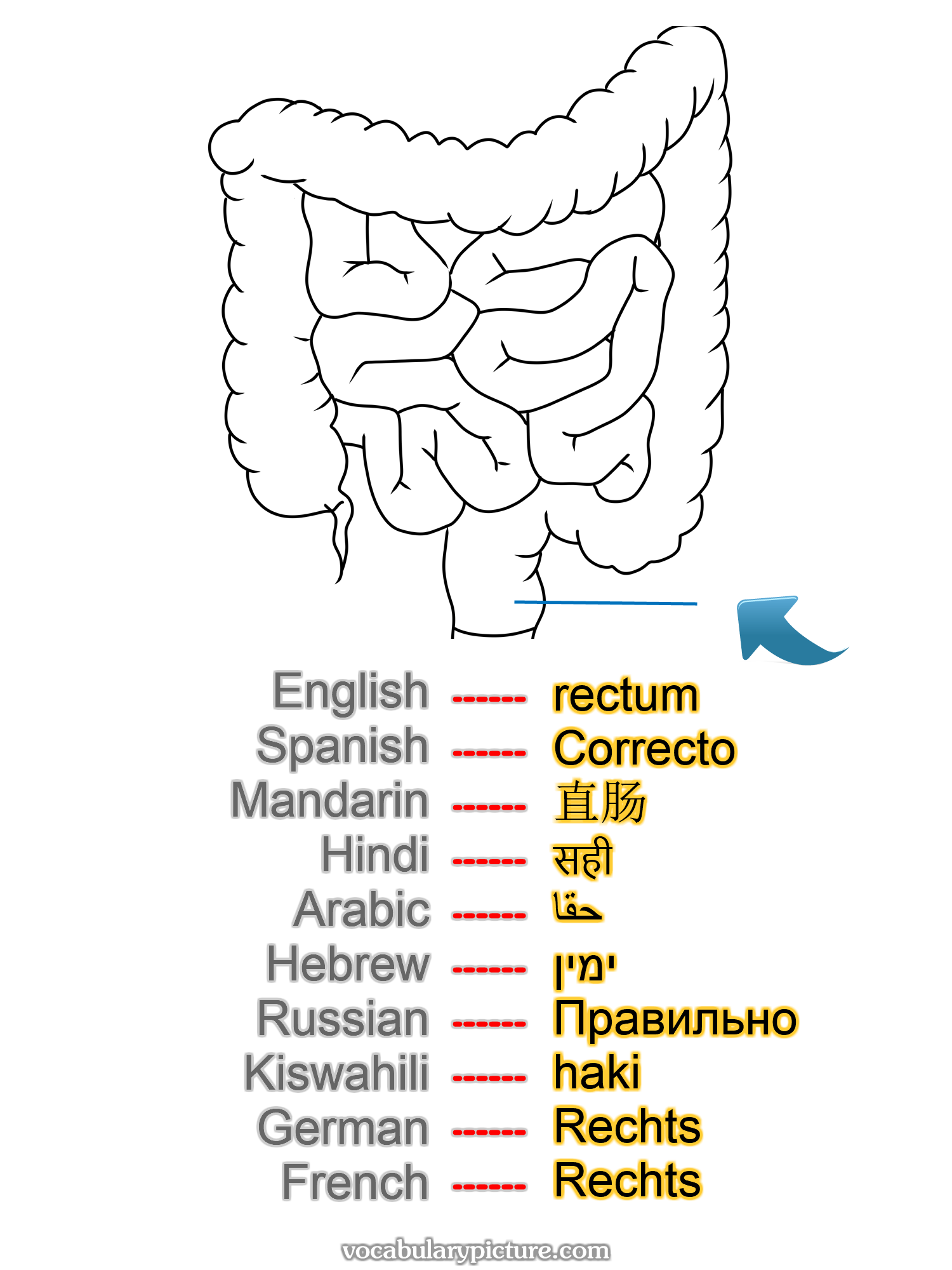 rectum Correcto 直肠 सही حقا ימין Правильно haki Rechts Rechts —vocabulary with picture on vocabularypicture.com