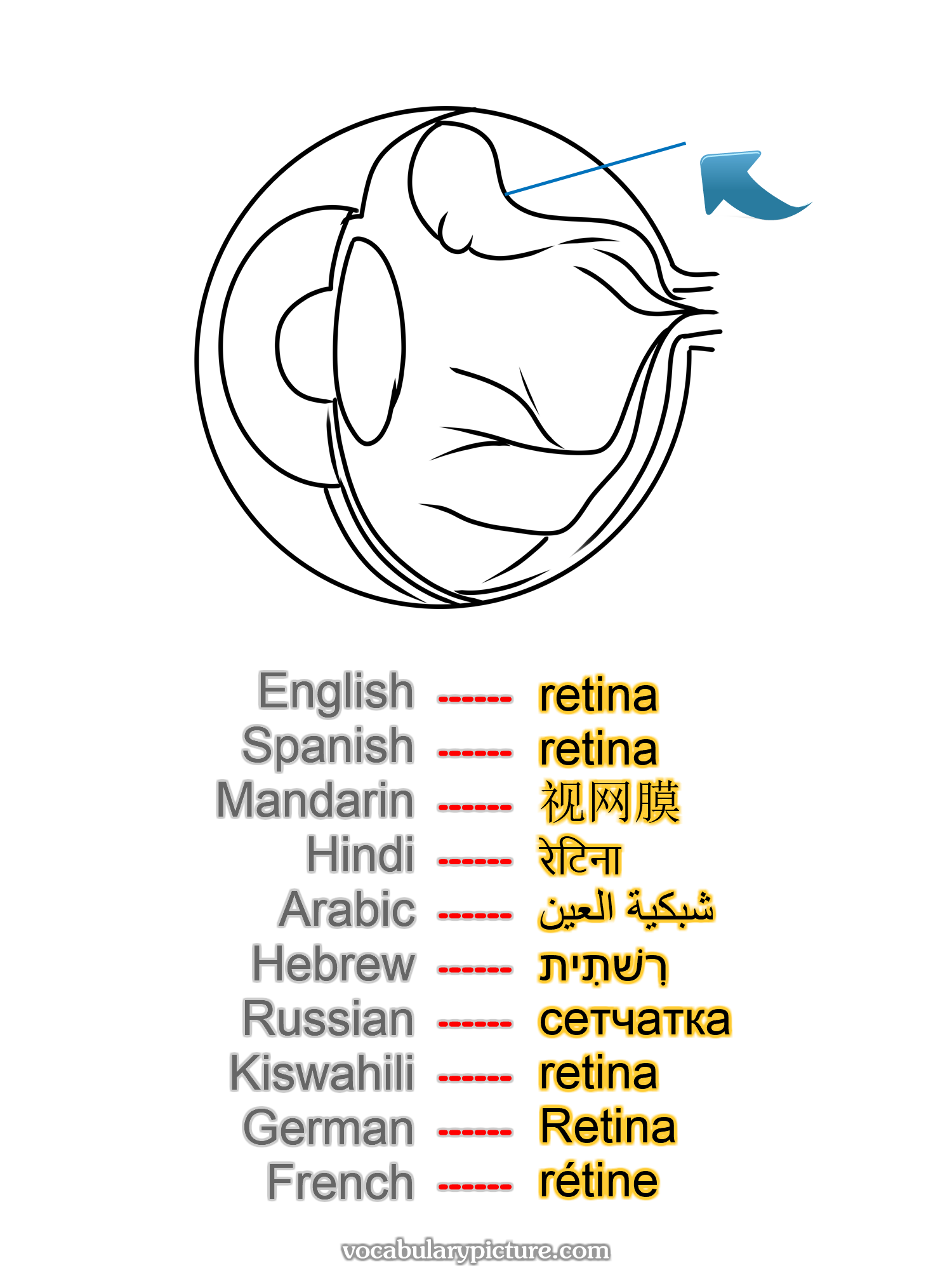 retina retina 视网膜 रेटिना شبكية العين רִשׁתִית сетчатка retina Retina rétine —vocabulary with picture on vocabularypicture.com