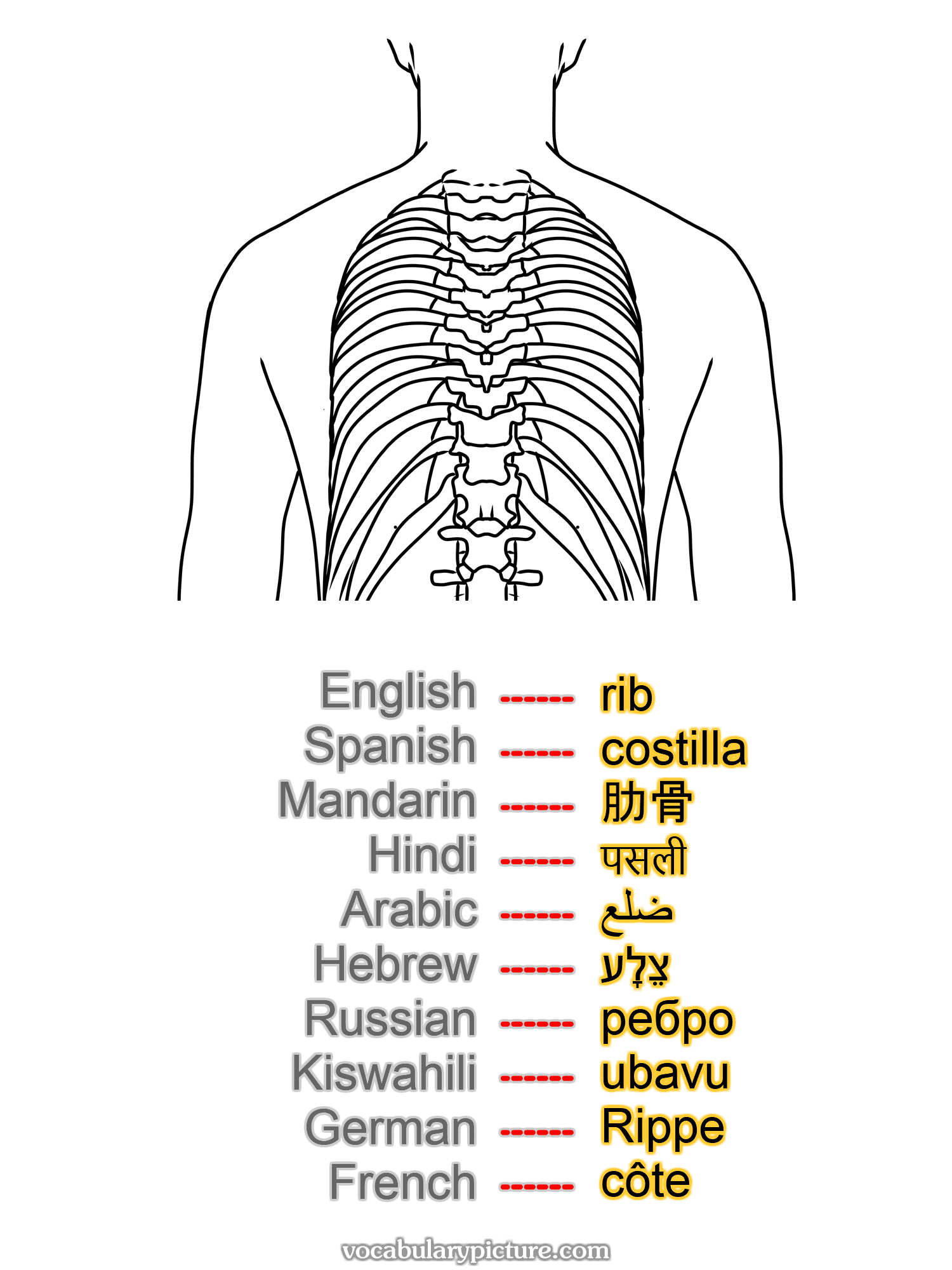 rib costilla 肋骨 पसली ضلع צֵלָע ребро ubavu Rippe côte —vocabulary with picture on vocabularypicture.com