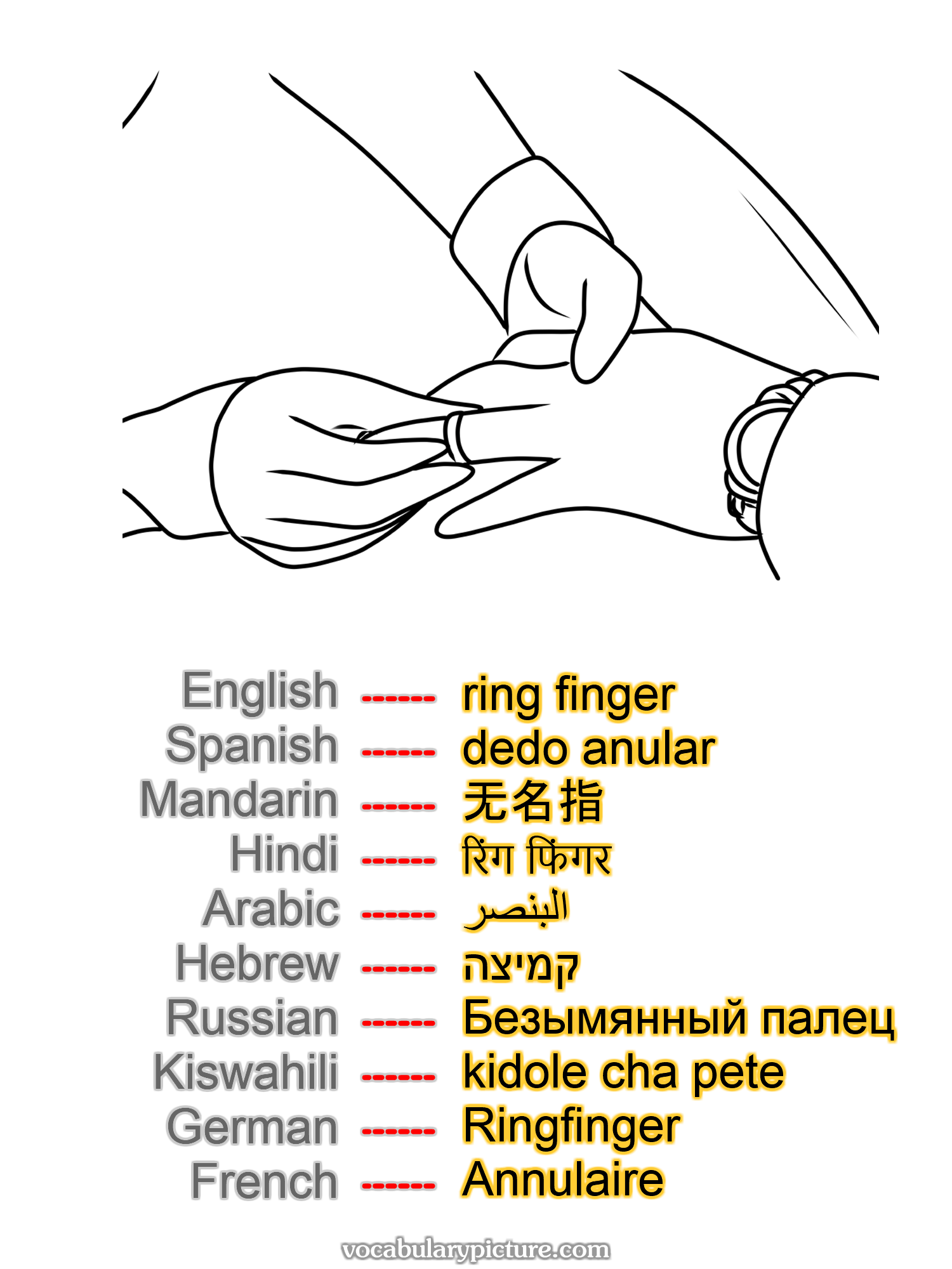 ring finger dedo anular 无名指 रिंग फिंगर البنصر קמיצה Безымянный палец kidole cha pete Ringfinger Annulaire —vocabulary with picture on vocabularypicture.com