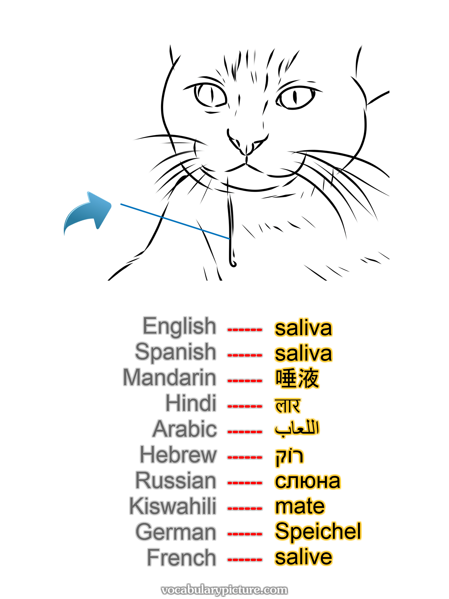 saliva saliva 唾液 लार اللعاب רוֹק слюна mate Speichel salive —vocabulary with picture on vocabularypicture.com