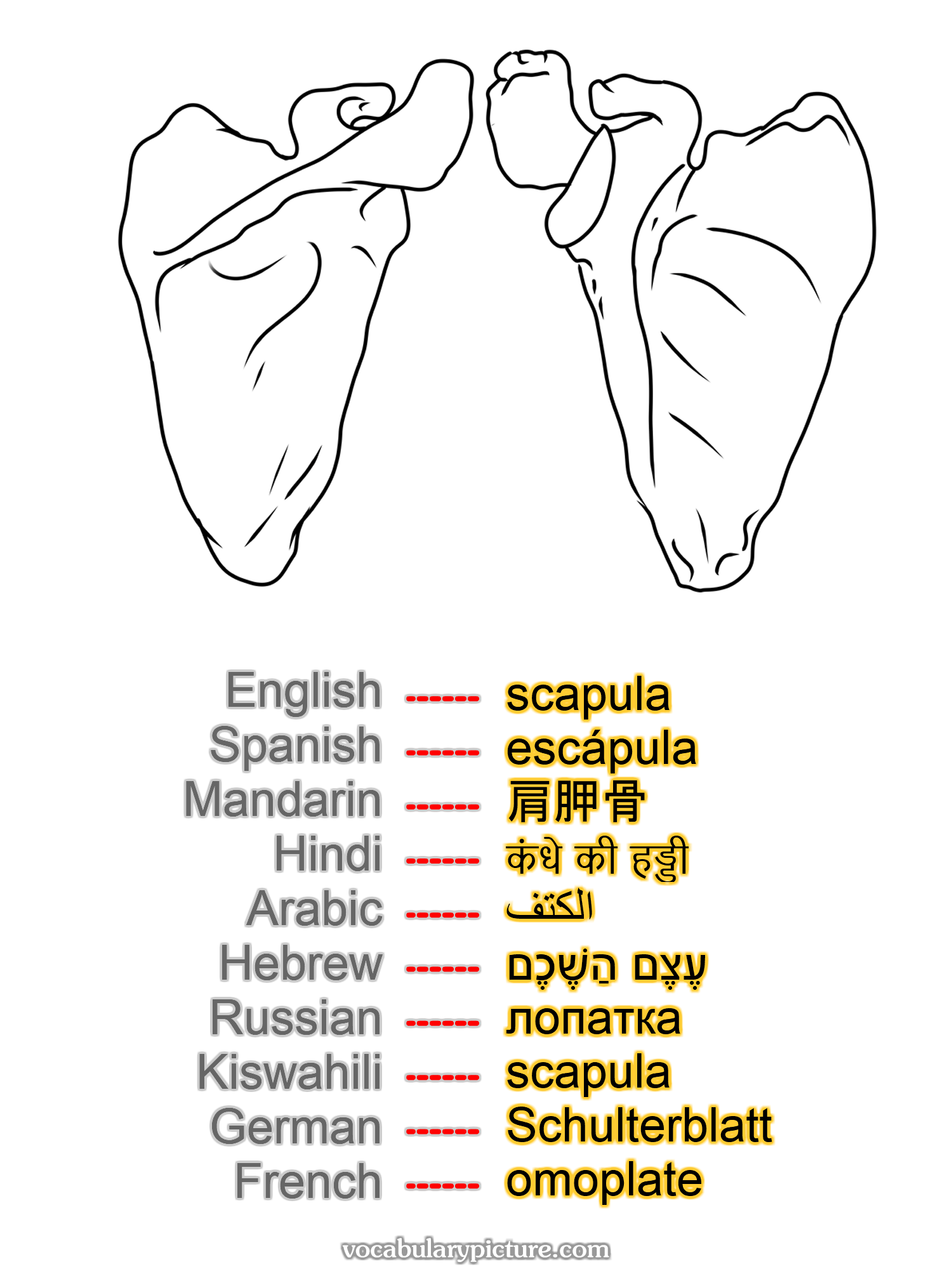 scapula escápula 肩胛骨 कंधे की हड्डी الكتف עֶצֶם הַשֶׁכֶם лопатка scapula Schulterblatt omoplate —vocabulary with picture on vocabularypicture.com