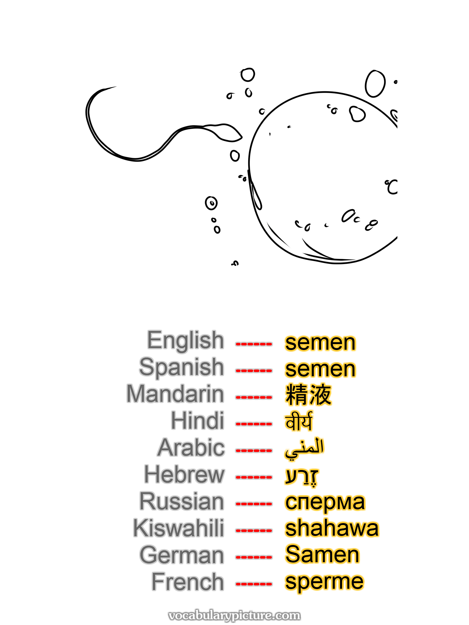 semen semen 精液 वीर्य المني זֶרַע сперма shahawa Samen sperme —vocabulary with picture on vocabularypicture.com