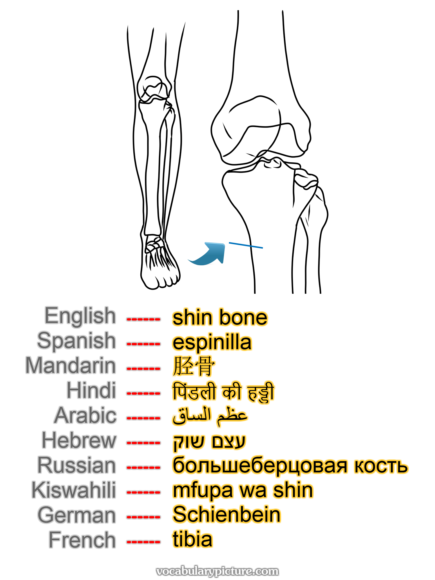 shin bone espinilla 胫骨 पिंडली की हड्डी عظم الساق עצם שוק большеберцовая кость mfupa wa shin Schienbein tibia —vocabulary with picture on vocabularypicture.com