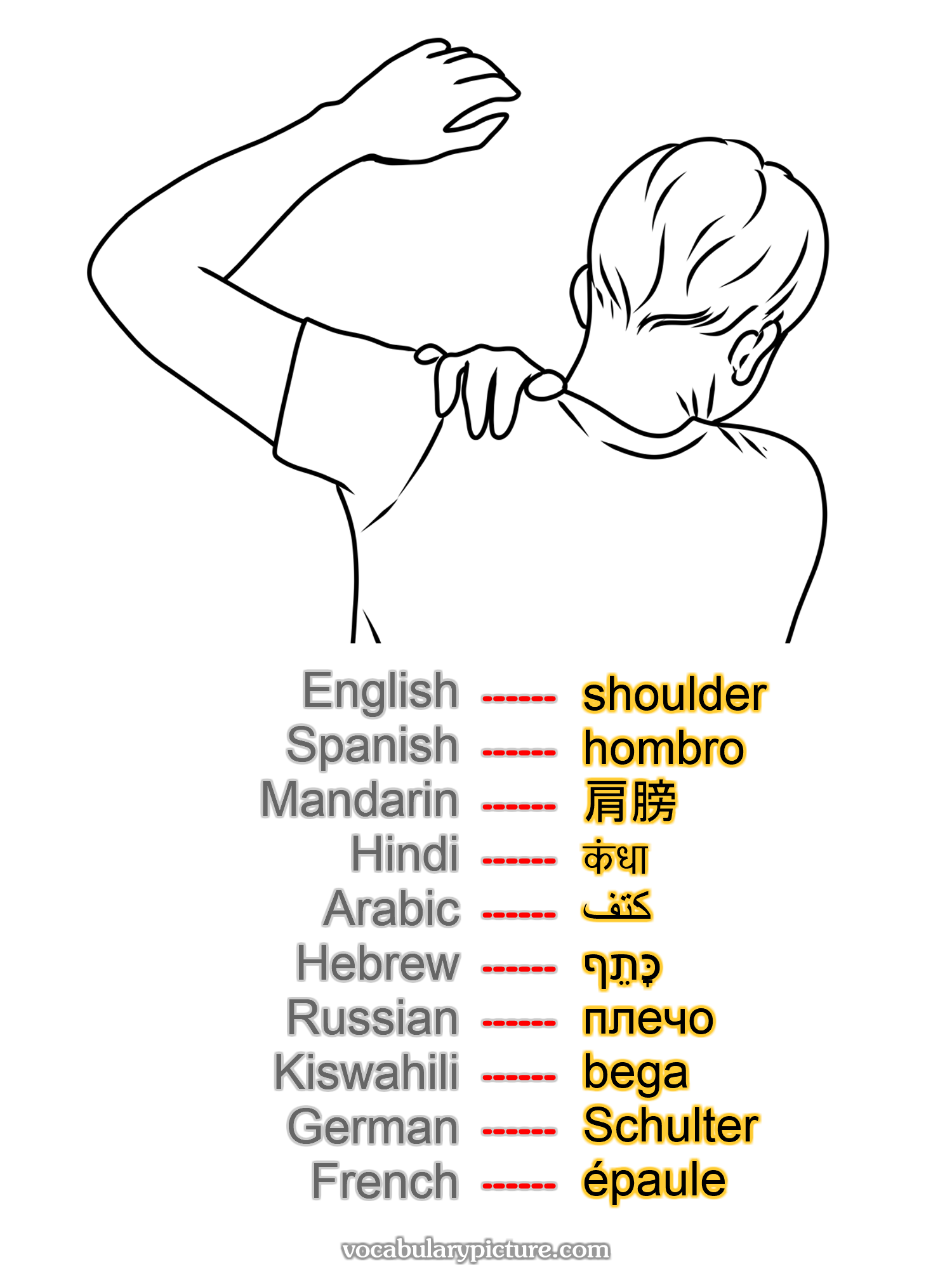 shoulder hombro 肩膀 कंधा كتف כָּתֵף плечо bega Schulter épaule —vocabulary with picture on vocabularypicture.com