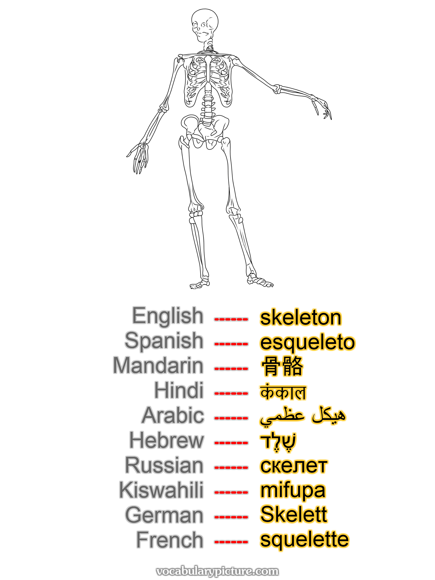 skeleton esqueleto 骨骼 कंकाल هيكل عظمي שֶׁלֶד скелет mifupa Skelett squelette —vocabulary with picture on vocabularypicture.com