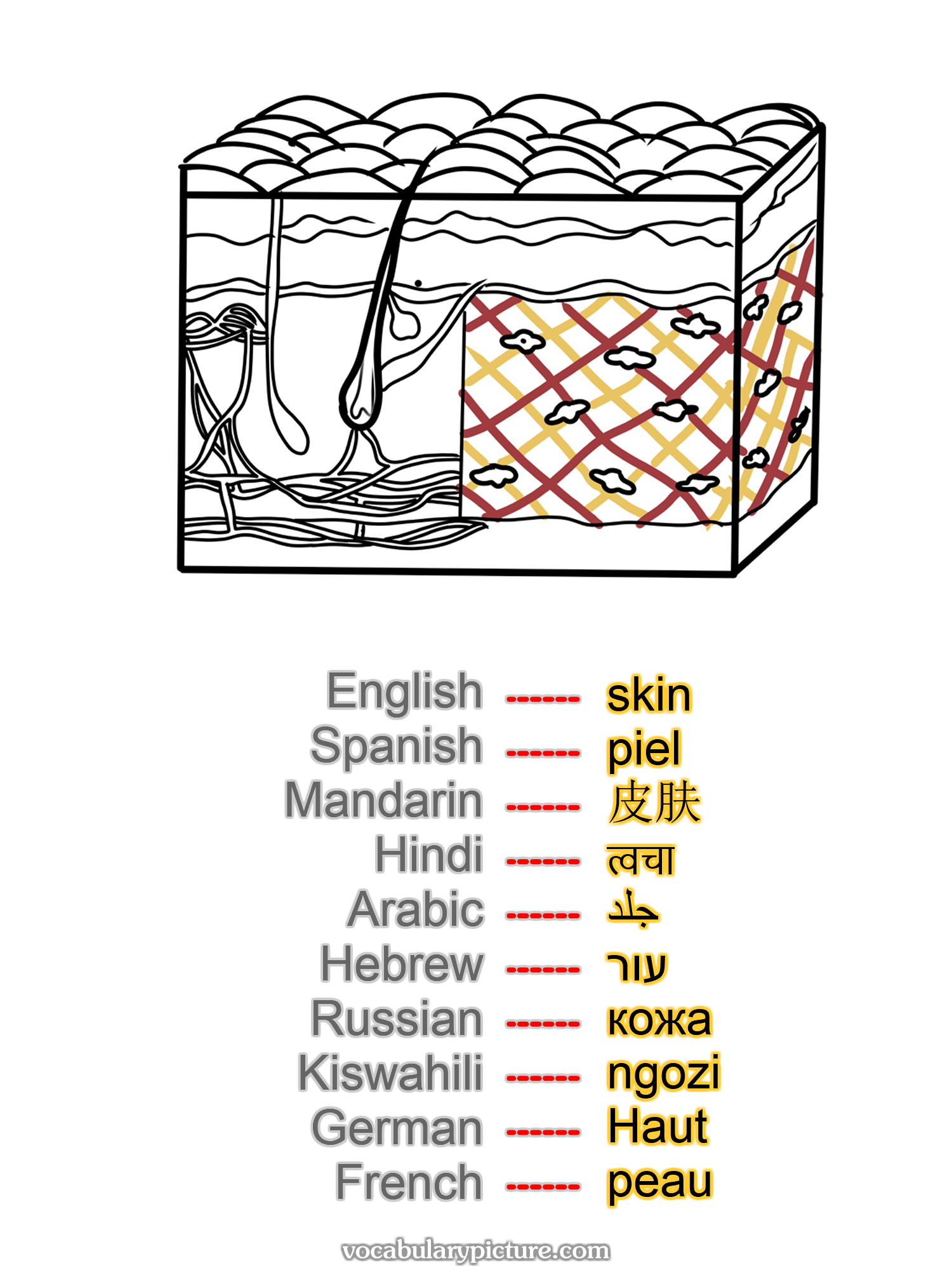 skin piel 皮肤 त्वचा جلد עור кожа ngozi Haut peau —vocabulary with picture on vocabularypicture.com