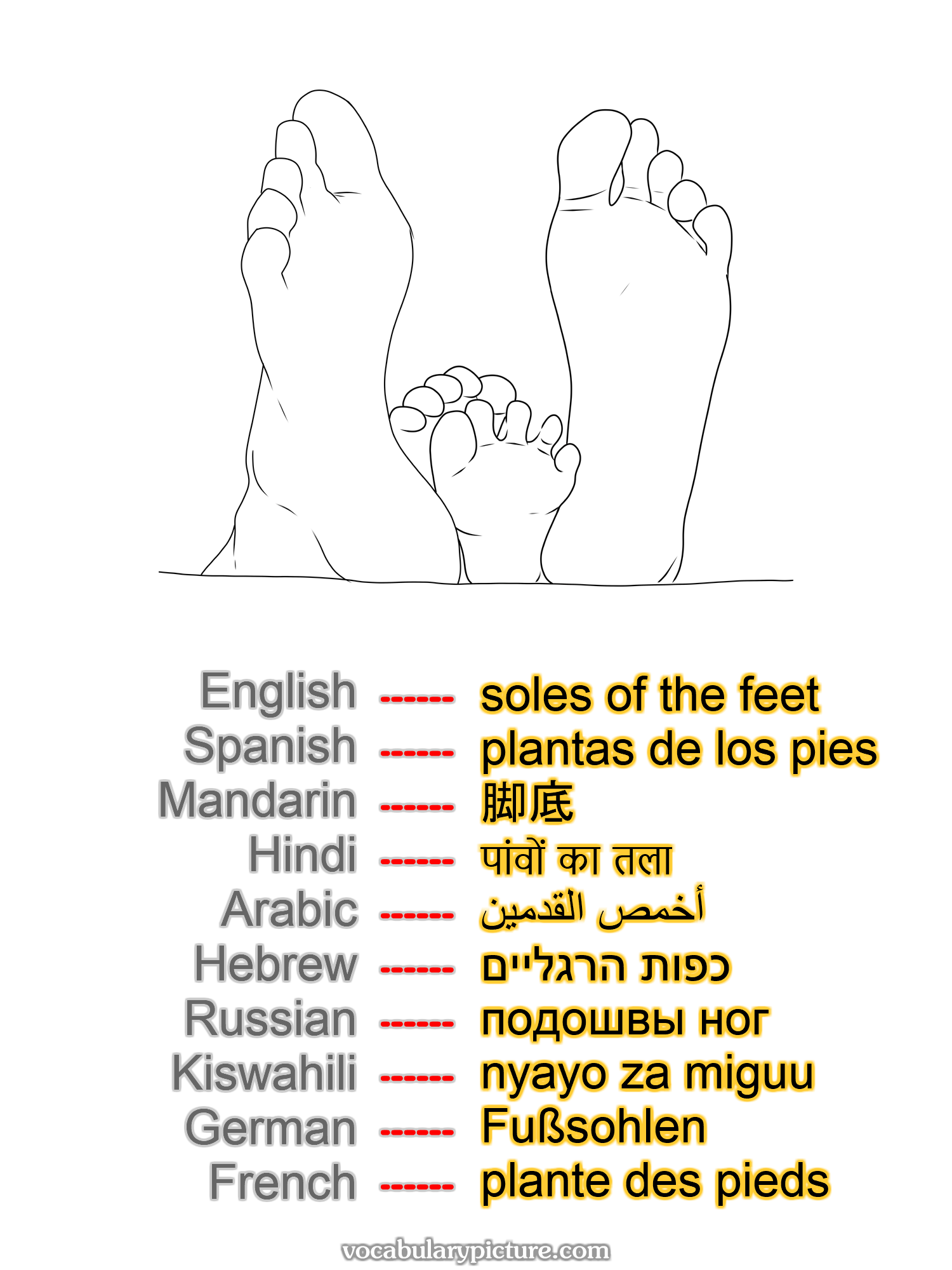 soles of the feet plantas de los pies 脚底 पांवों का तला أخمص القدمين כפות הרגליים подошвы ног nyayo za miguu Fußsohlen plante des pieds —vocabulary with picture on vocabularypicture.com