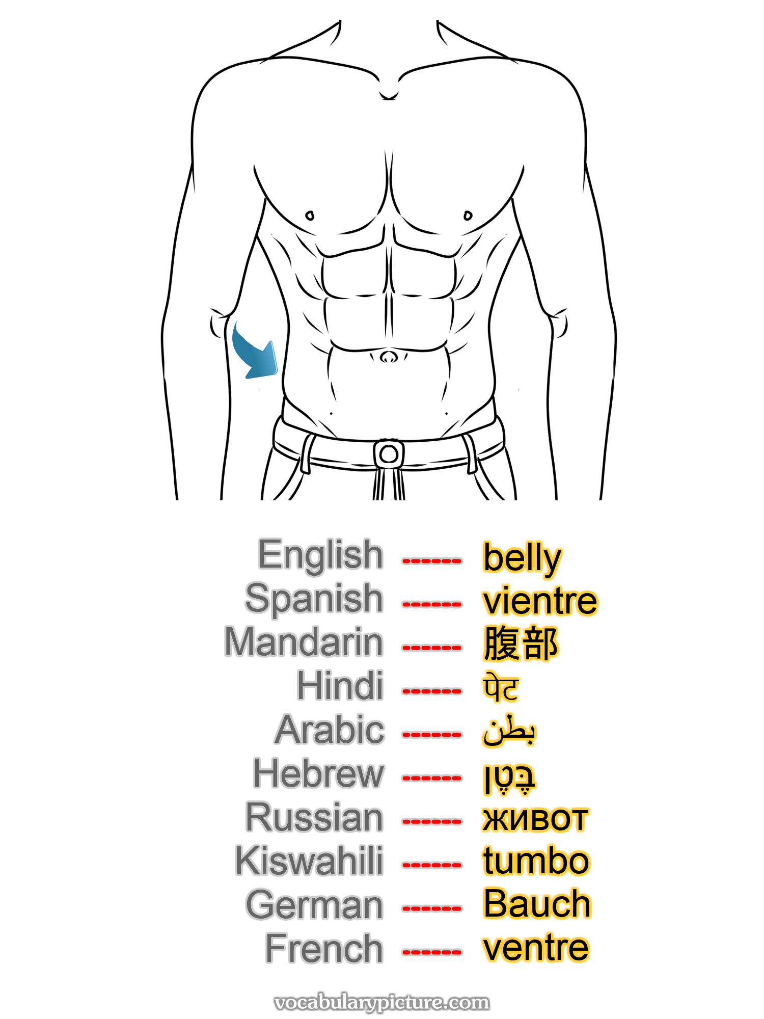 belly vientre 腹部 पेट بطن בֶּטֶן живот tumbo Bauch ventre —vocabulary with picture on vocabularypicture.com