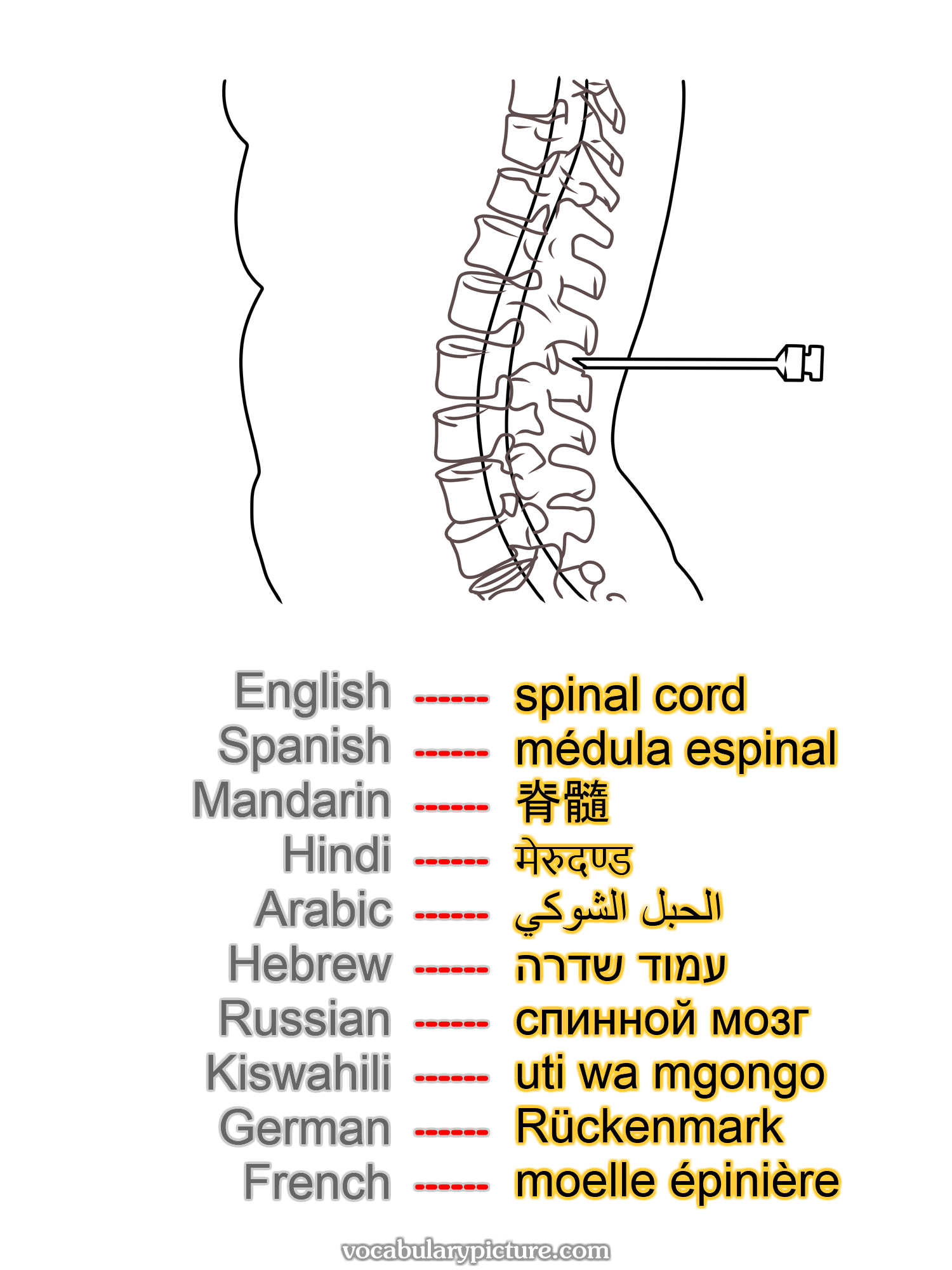 spinal cord médula espinal 脊髓 मेरुदण्ड الحبل الشوكي עמוד שדרה спинной мозг uti wa mgongo Rückenmark moelle épinière —vocabulary with picture on vocabularypicture.com