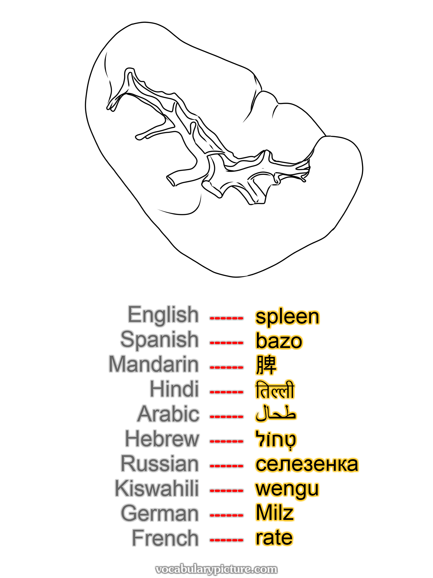 spleen bazo 脾 तिल्ली طحال טְחוֹל селезенка wengu Milz rate —vocabulary with picture on vocabularypicture.com