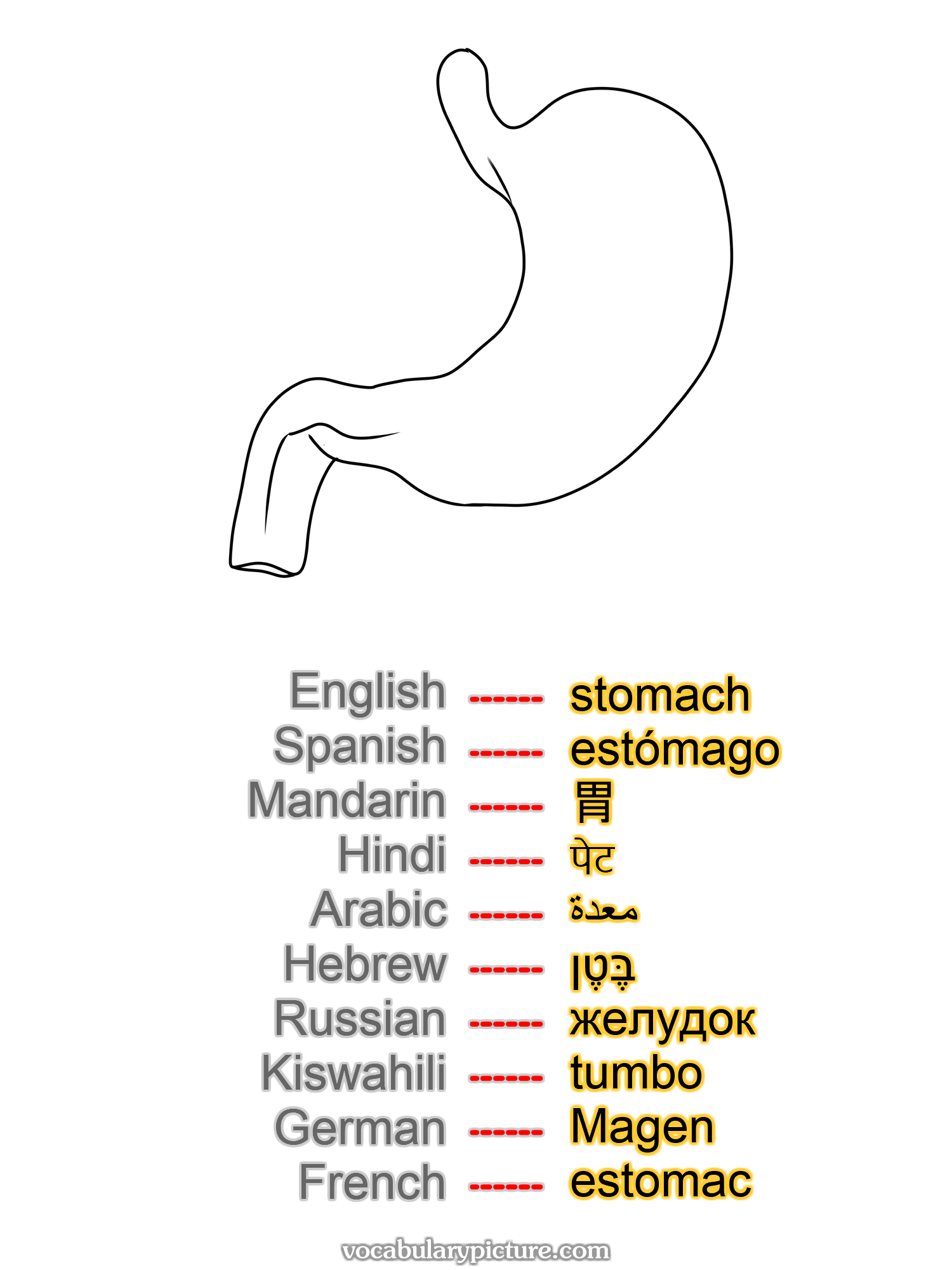 stomach estómago 胃 पेट معدة בֶּטֶן желудок tumbo Magen estomac —vocabulary with picture on vocabularypicture.com