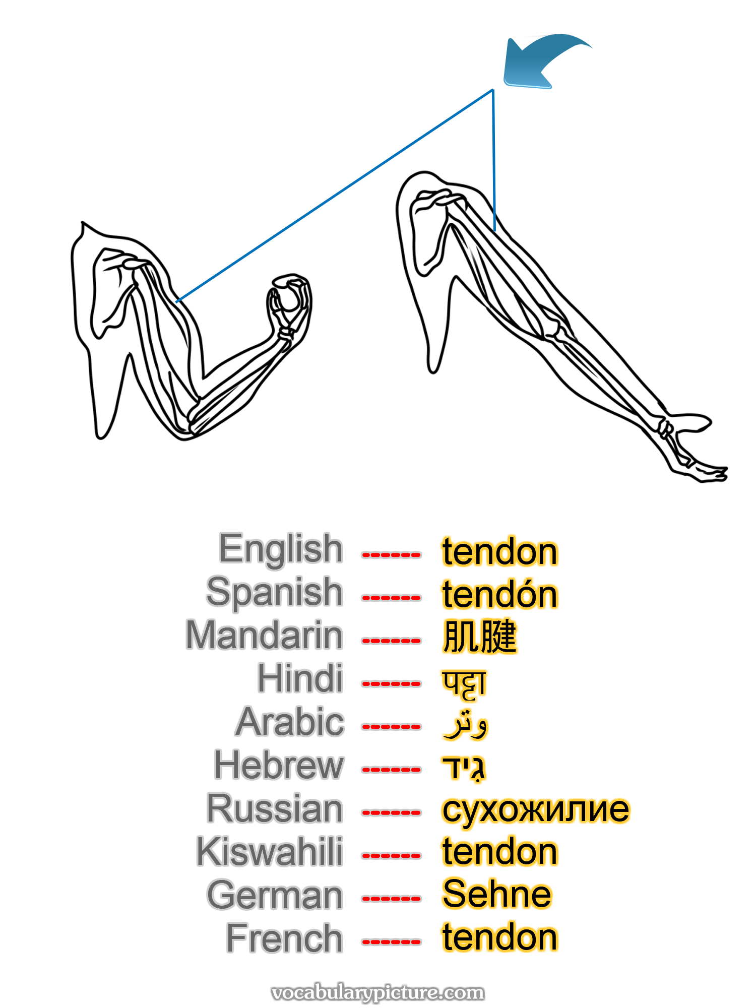 tendon tendón 肌腱 पट्टा وتر גִיד сухожилие tendon Sehne tendon —vocabulary with picture on vocabularypicture.com