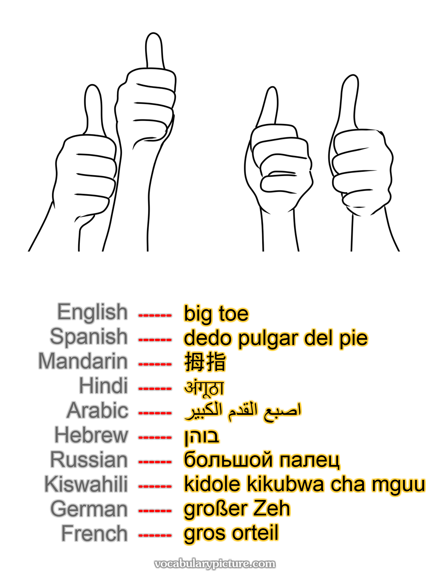 big toe dedo pulgar del pie 拇指 अंगूठा اصبع القدم الكبير בוהן большой палец kidole kikubwa cha mguu großer Zeh gros orteil —vocabulary with picture on vocabularypicture.com