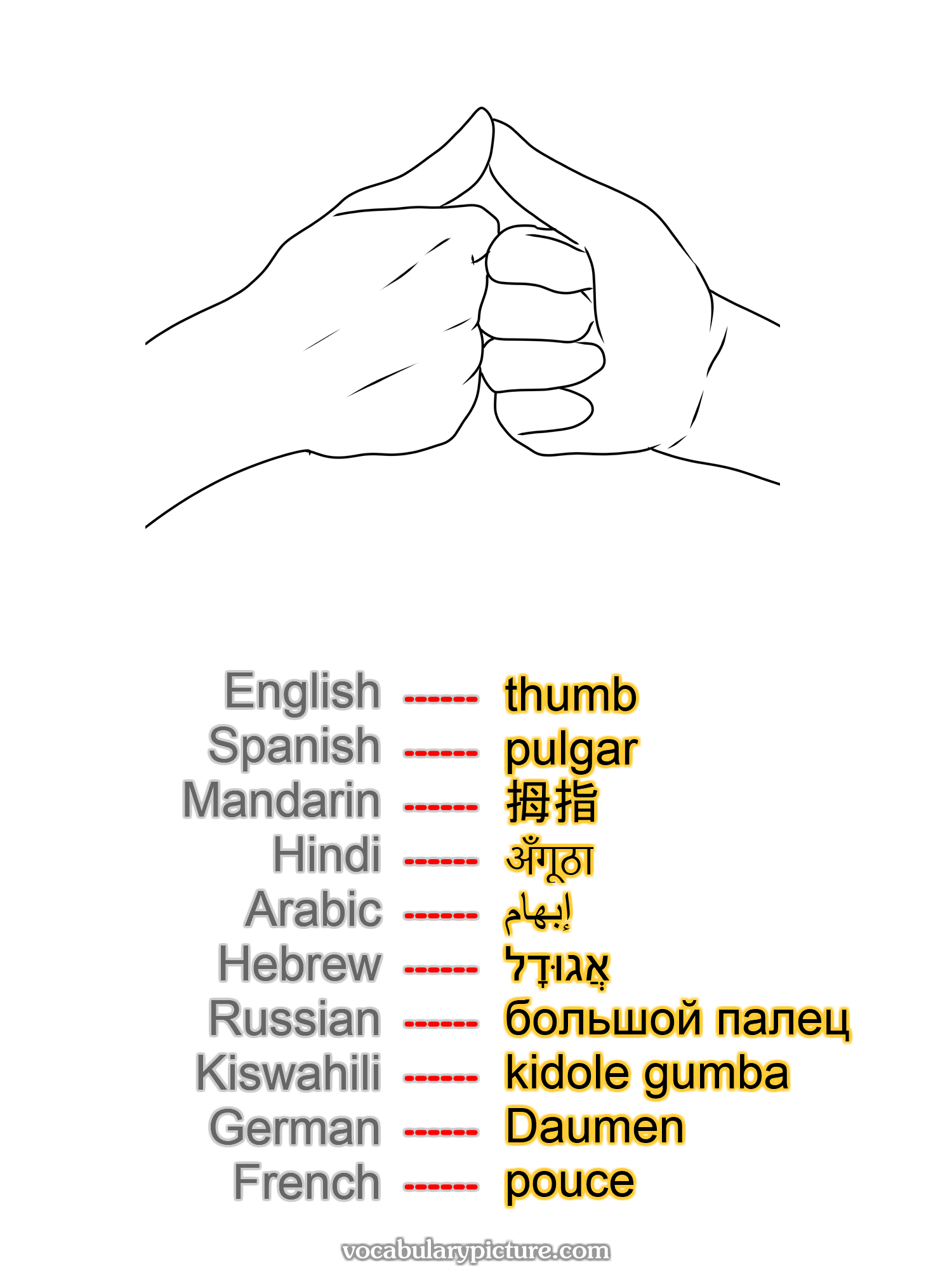 thumb pulgar 拇指 अँगूठा إبهام אֲגוּדָל большой палец kidole gumba Daumen pouce —vocabulary with picture on vocabularypicture.com