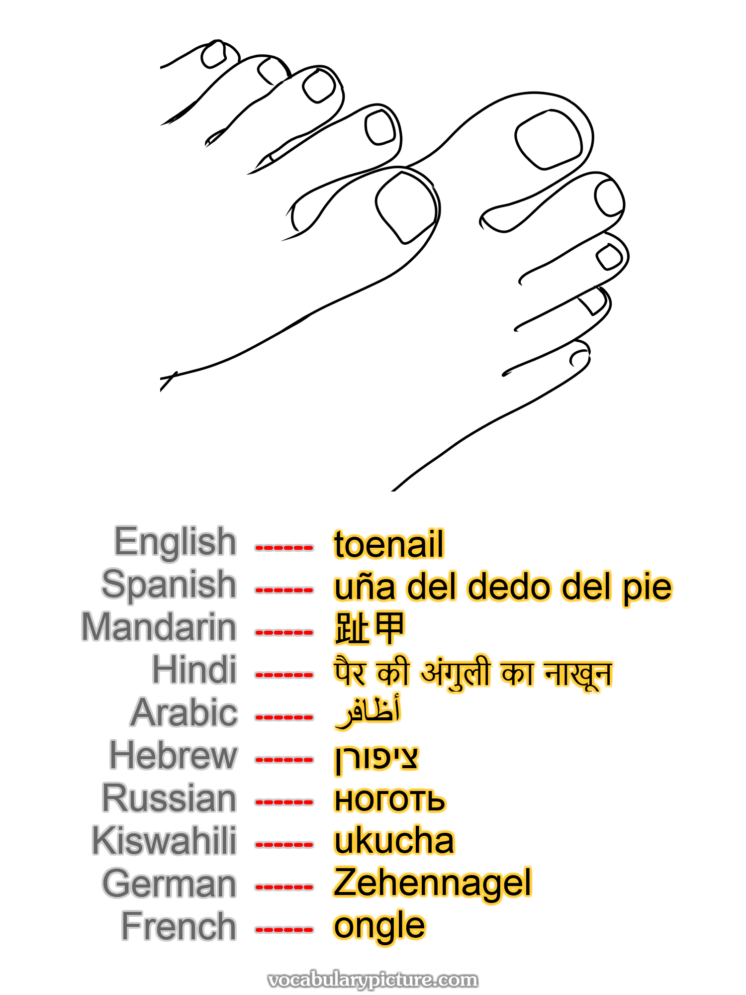 toenail uña del dedo del pie 趾甲 पैर की अंगुली का नाखून أظافر ציפורן ноготь ukucha Zehennagel ongle —vocabulary with picture on vocabularypicture.com