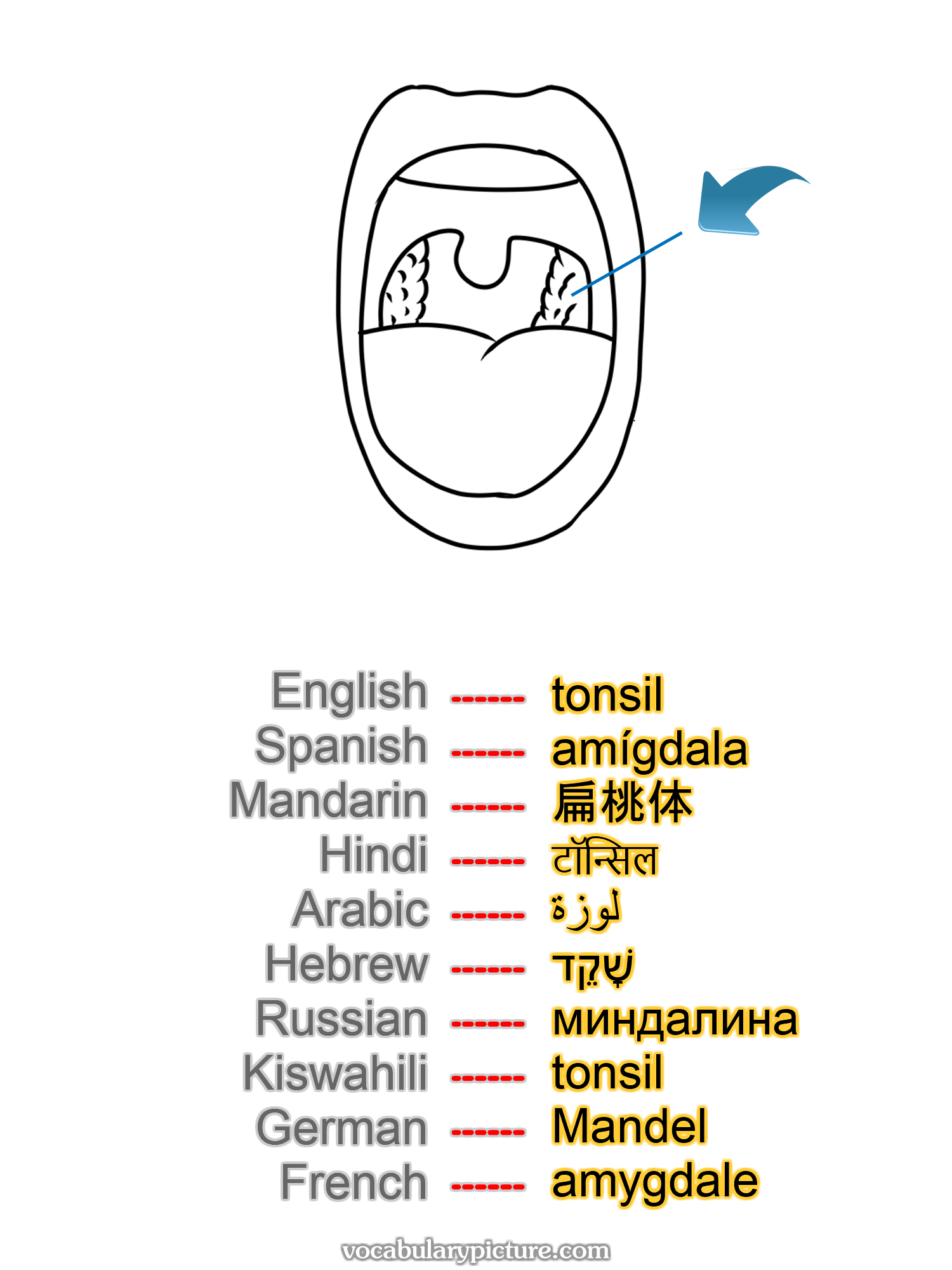 tonsil amígdala 扁桃体 टॉन्सिल لوزة שָׁקֵד миндалина tonsil Mandel amygdale —vocabulary with picture on vocabularypicture.com