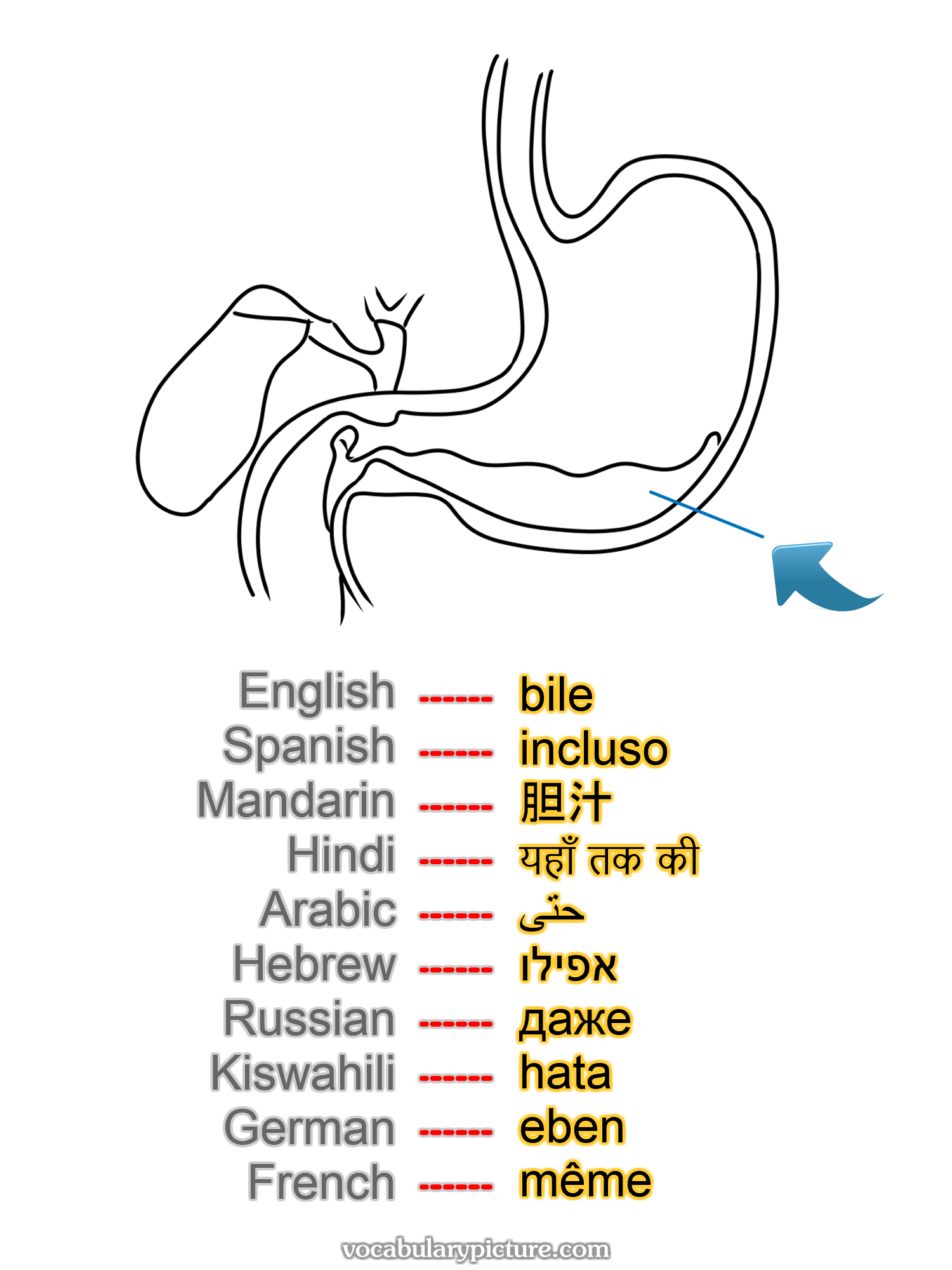 bile incluso 胆汁 यहाँ तक की حتى אפילו даже hata eben même —vocabulary with picture on vocabularypicture.com