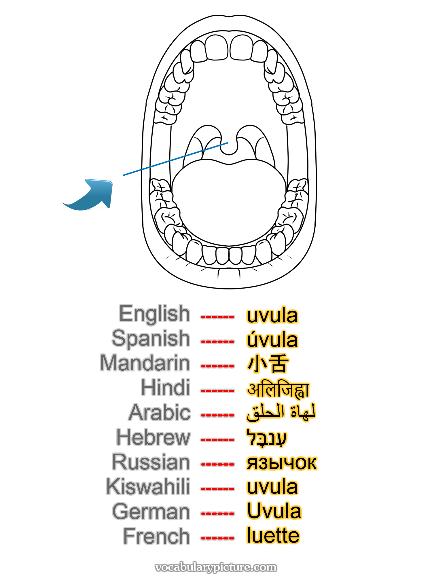 uvula úvula 小舌 अलिजिह्वा لهاة الحلق עִנבָּל язычок uvula Uvula luette —vocabulary with picture on vocabularypicture.com