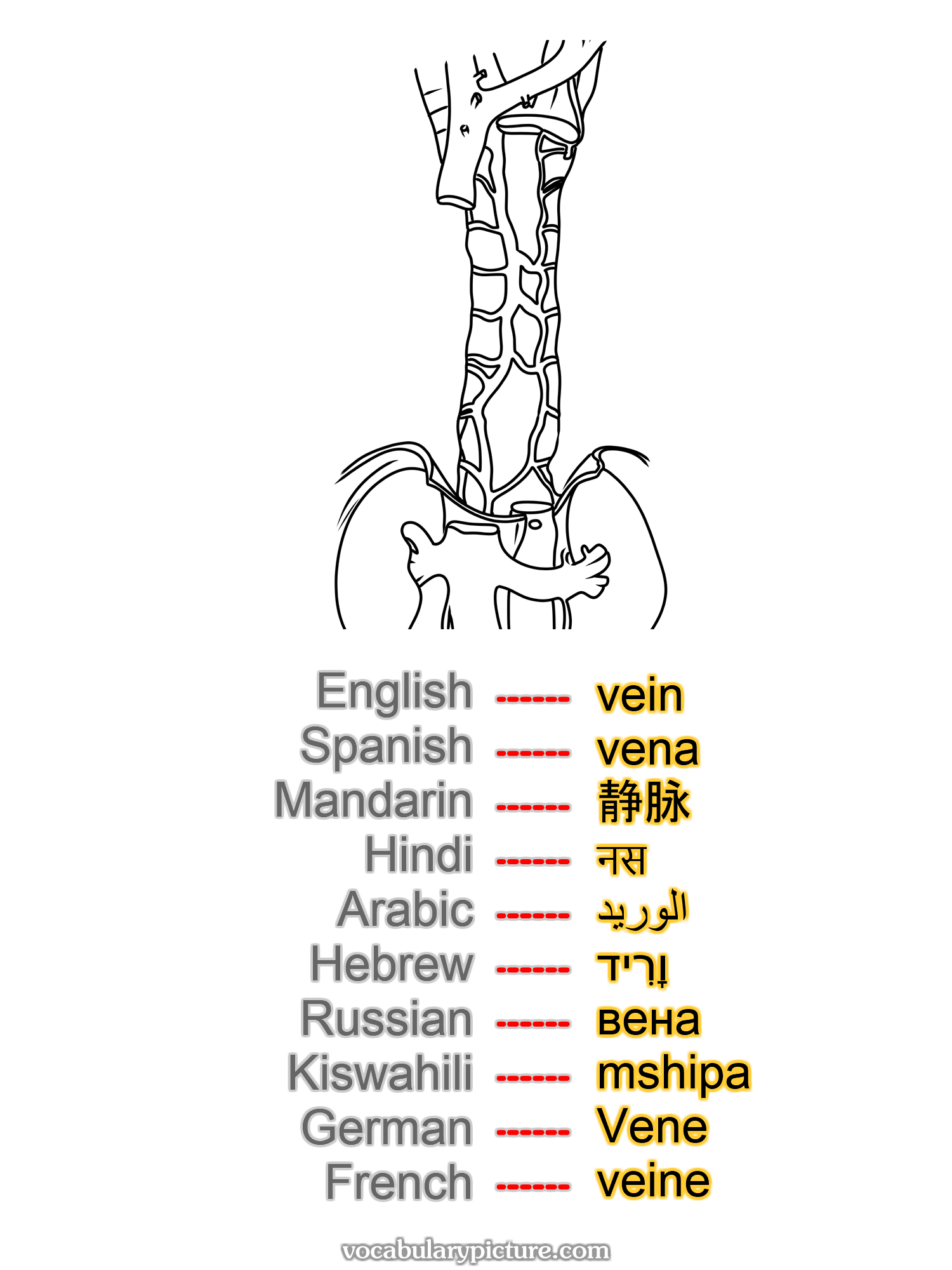 vein vena 静脉 नस الوريد וָרִיד вена mshipa Vene veine —vocabulary with picture on vocabularypicture.com