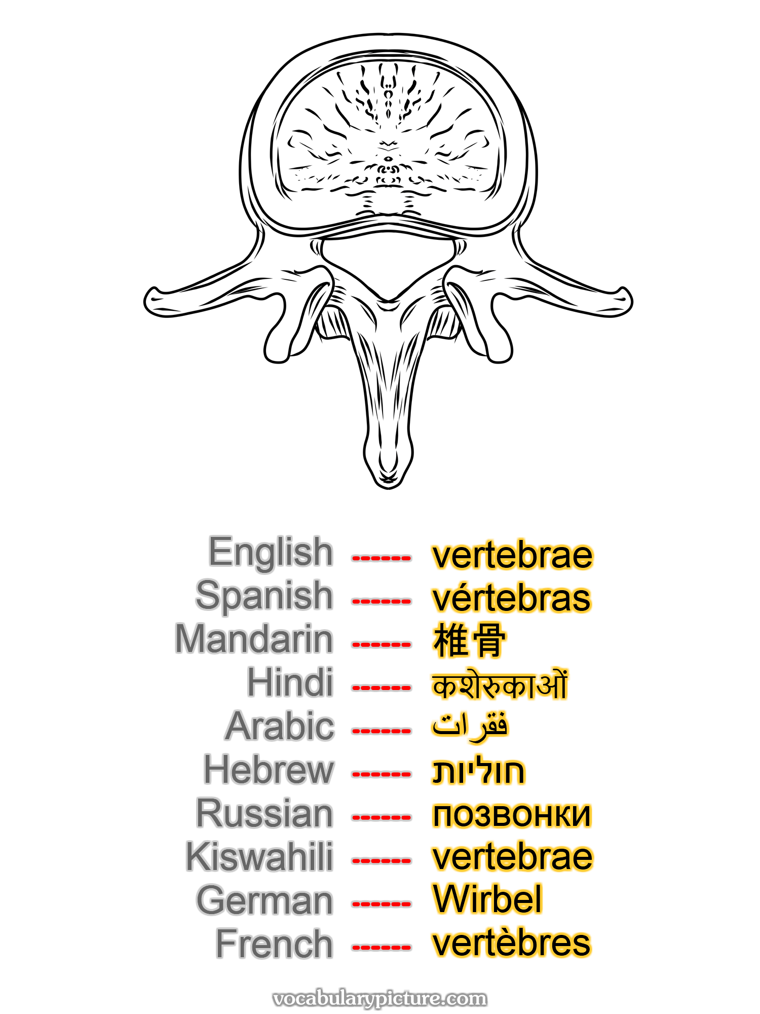 vertebrae vértebras 椎骨 कशेरुकाओं فقرات חוליות позвонки vertebrae Wirbel vertèbres —vocabulary with picture on vocabularypicture.com