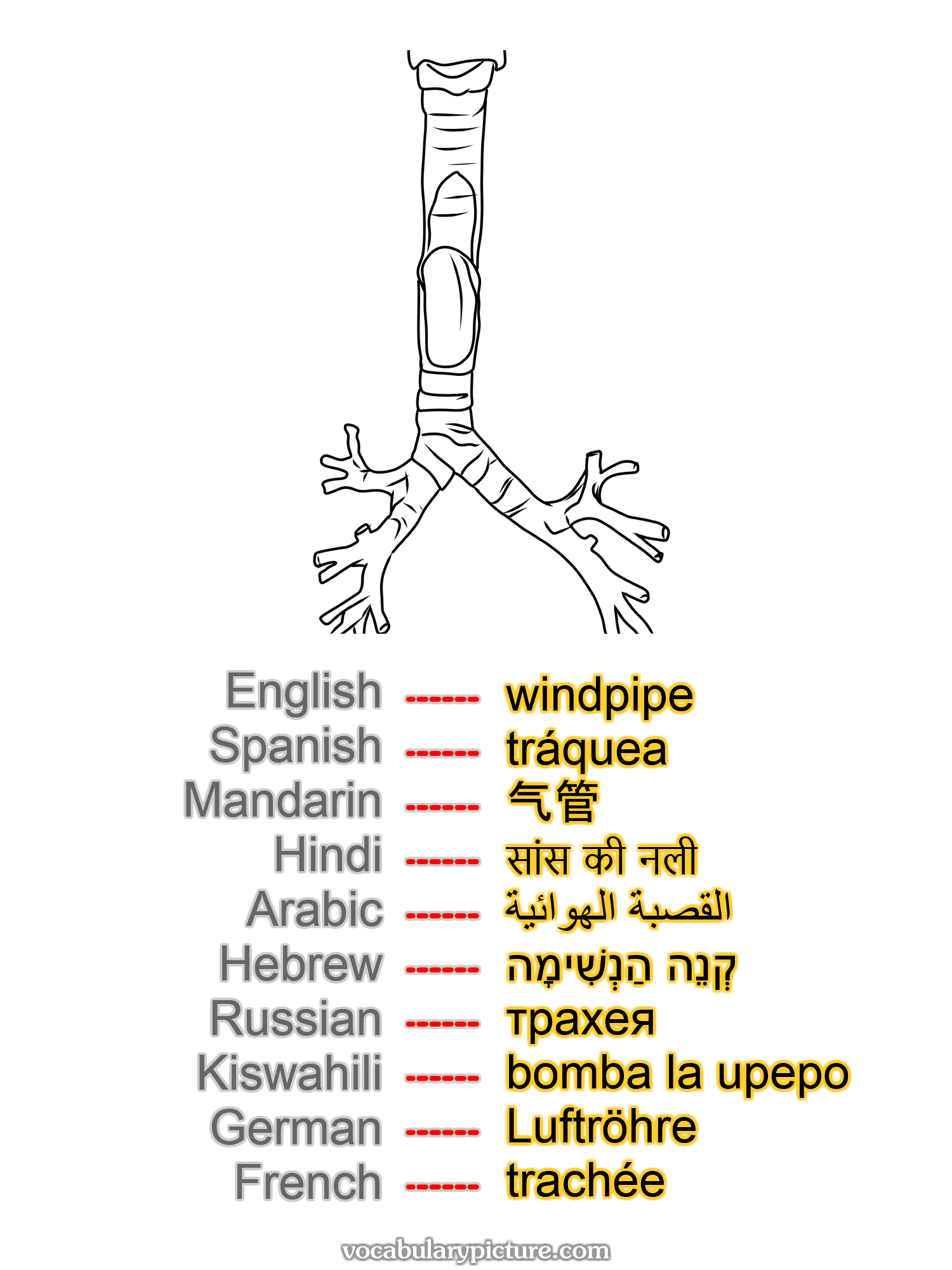 windpipe tráquea 气管 सांस की नली القصبة الهوائية קְנֵה הַנְשִׁימָה трахея bomba la upepo Luftröhre trachée —vocabulary with picture on vocabularypicture.com