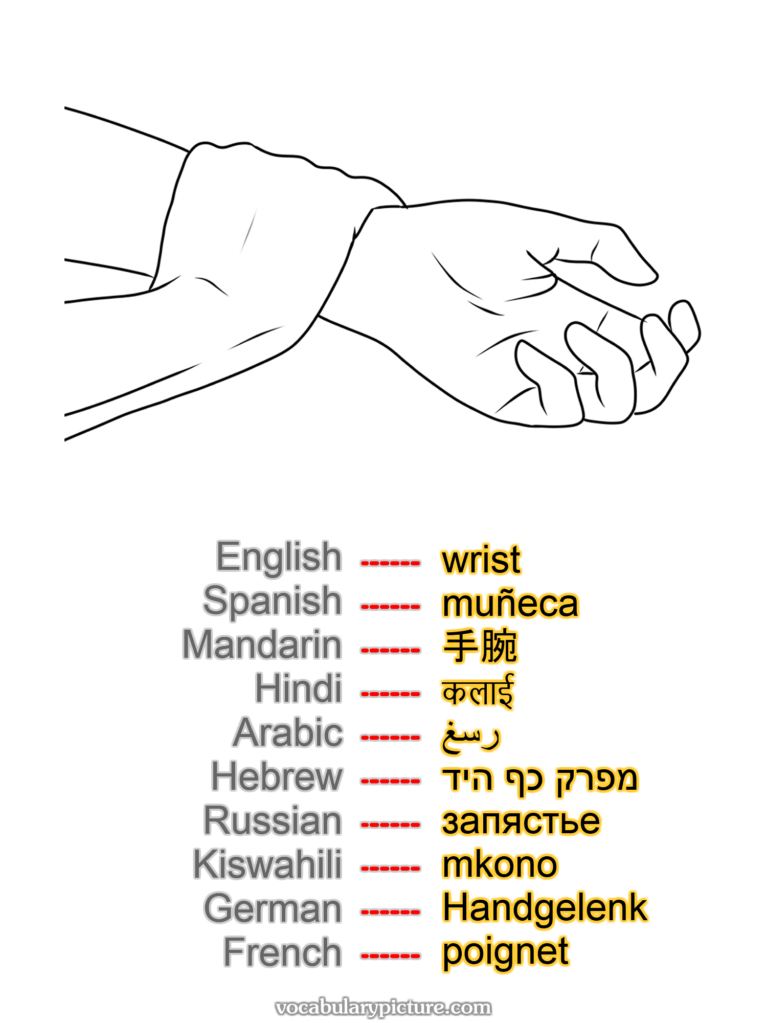 wrist muñeca 手腕 कलाई رسغ מפרק כף היד запястье mkono Handgelenk poignet —vocabulary with picture on vocabularypicture.com