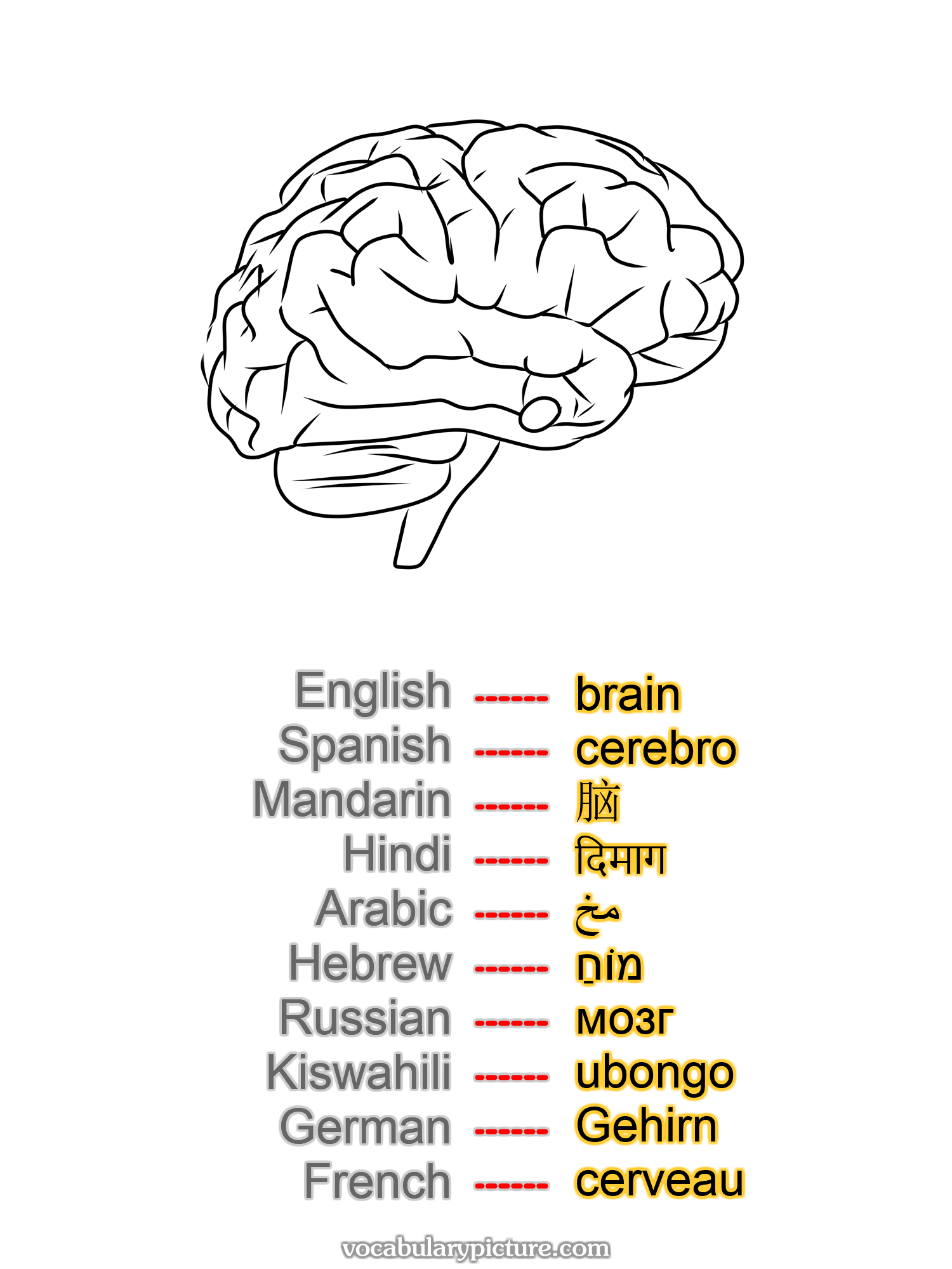 brain cerebro 脑 दिमाग مخ מוֹחַ мозг ubongo Gehirn cerveau —vocabulary with picture on vocabularypicture.com