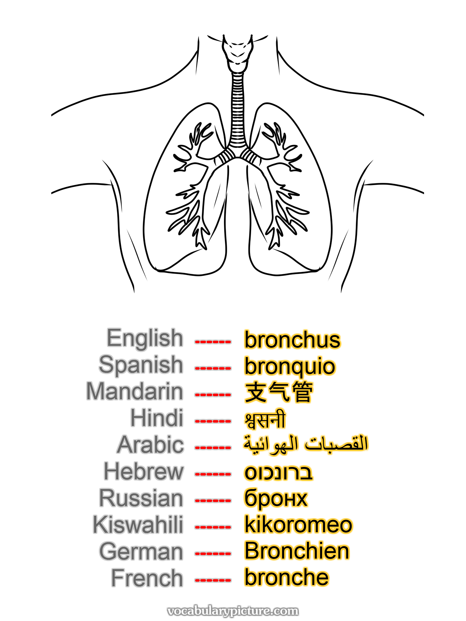 bronchus bronquio 支气管 श्वसनी القصبات الهوائية ברונכוס бронх kikoromeo Bronchien bronche —vocabulary with picture on vocabularypicture.com