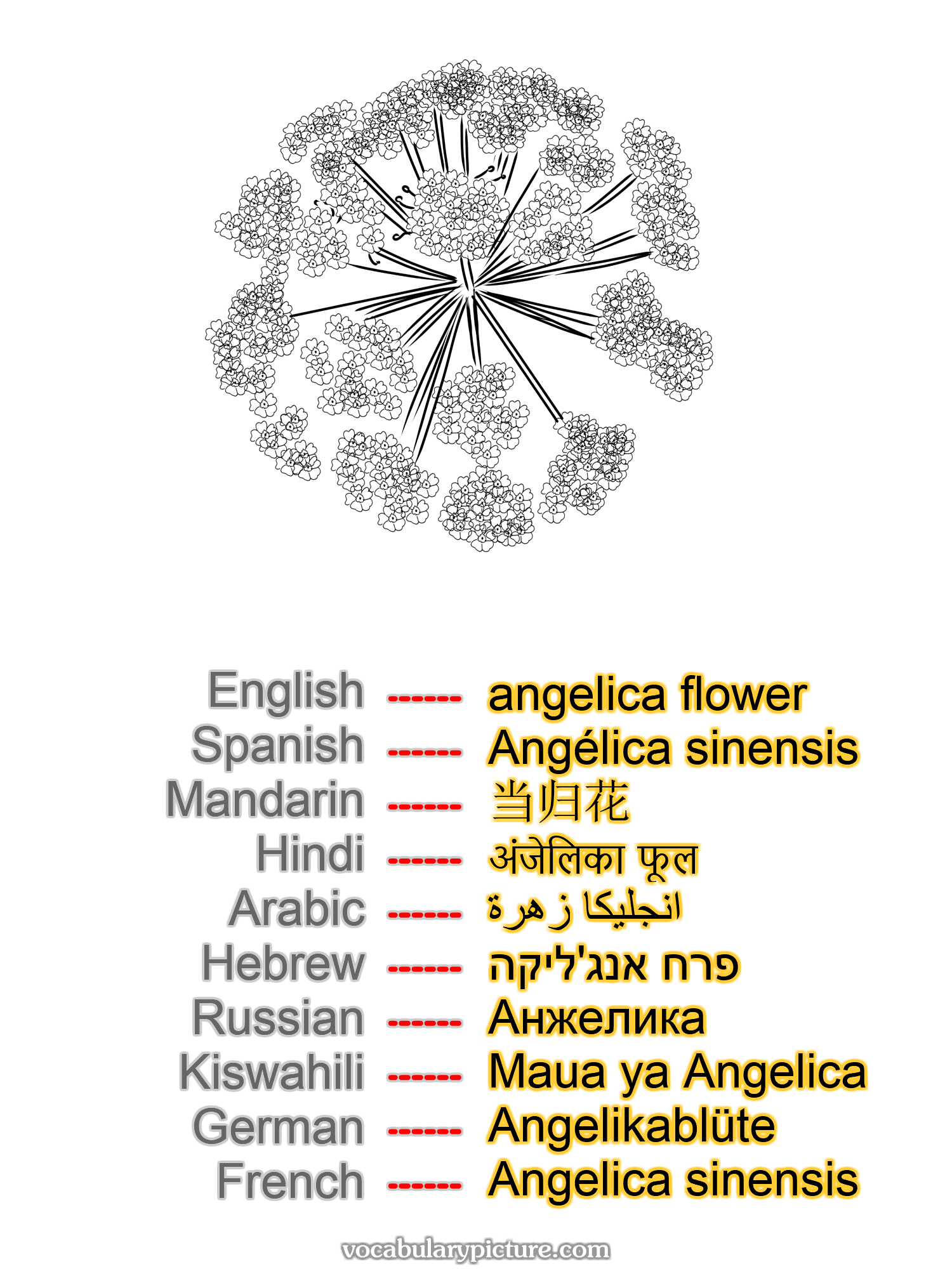 angelica flower Angélica sinensis 当归花 अंजेलिका फूल انجليكا زهرة פרח אנג'ליקה Анжелика Maua ya Angelica Angelikablüte Angelica sinensis —vocabulary with picture on vocabularypicture.com