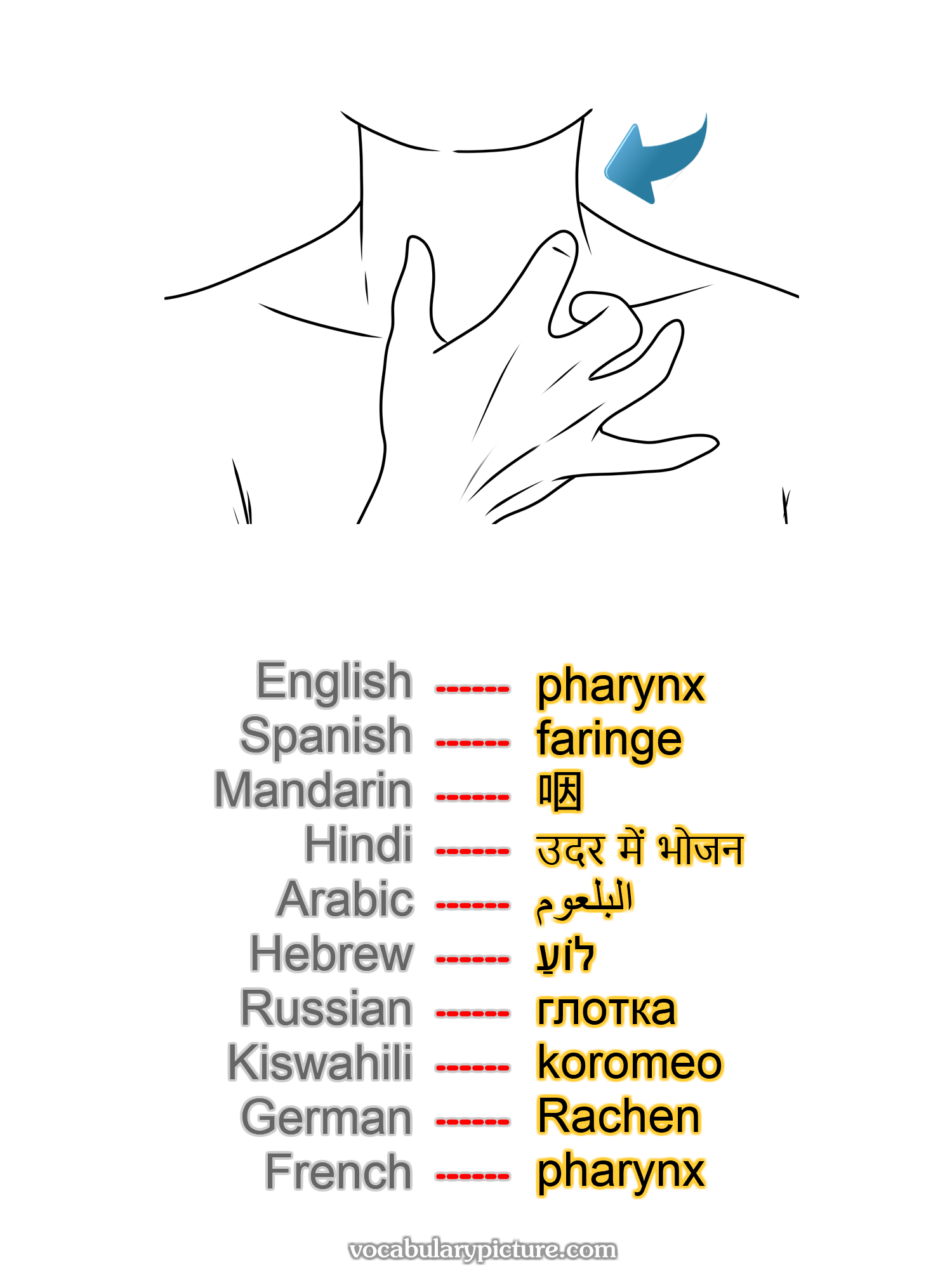 pharynx faringe 咽 उदर में भोजन البلعوم לוֹעַ глотка koromeo Rachen pharynx -vocabulary with picture on vocabularypicture.com