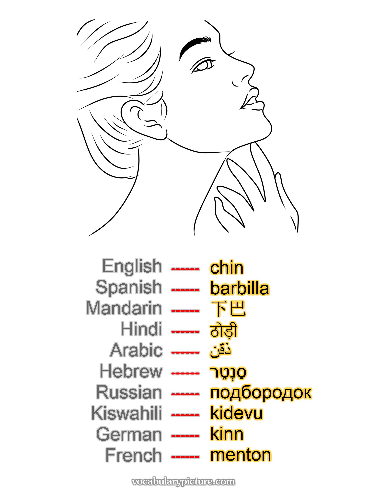 chin barbilla 下巴 ठोड़ी ذقن סַנְטֵר подбородок kidevu kinn menton —vocabulary with picture on vocabularypicture.com