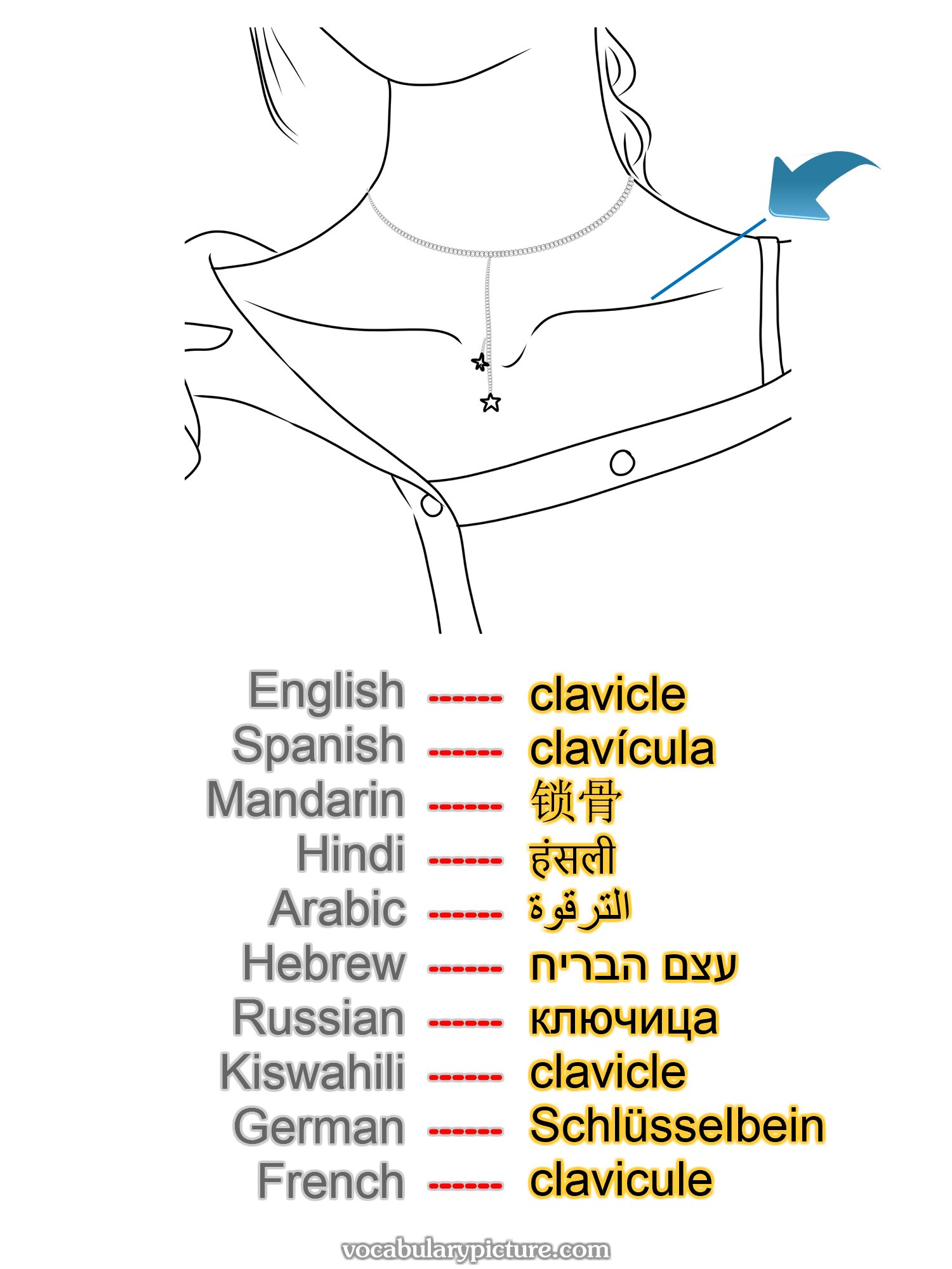 clavicle clavícula 锁骨 हंसली الترقوة עצם הבריח ключица clavicle Schlüsselbein clavicule —vocabulary with picture on vocabularypicture.com