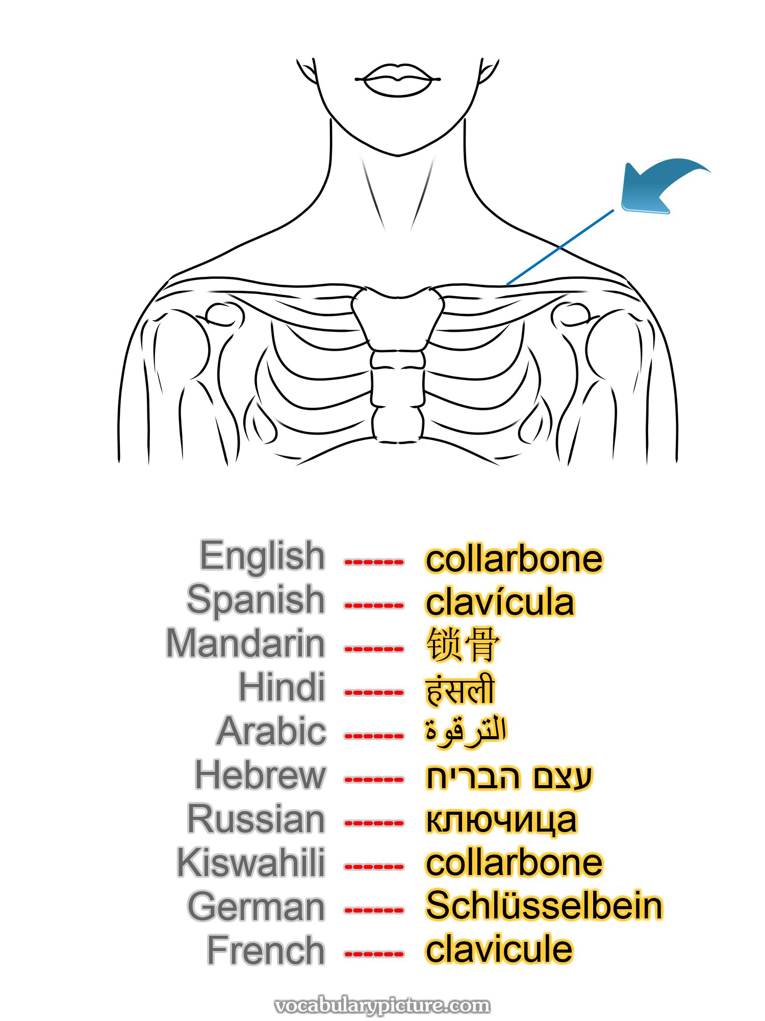 collarbone clavícula 锁骨 हंसली الترقوة עצם הבריח ключица collarbone Schlüsselbein clavicule —vocabulary with picture on vocabularypicture.com