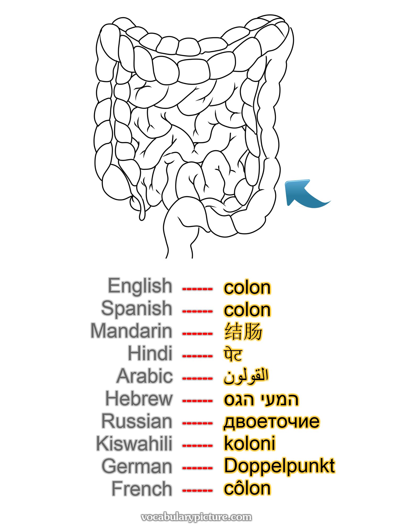 colon colon 结肠 पेट القولون המעי הגס двоеточие koloni Doppelpunkt côlon —vocabulary with picture on vocabularypicture.com