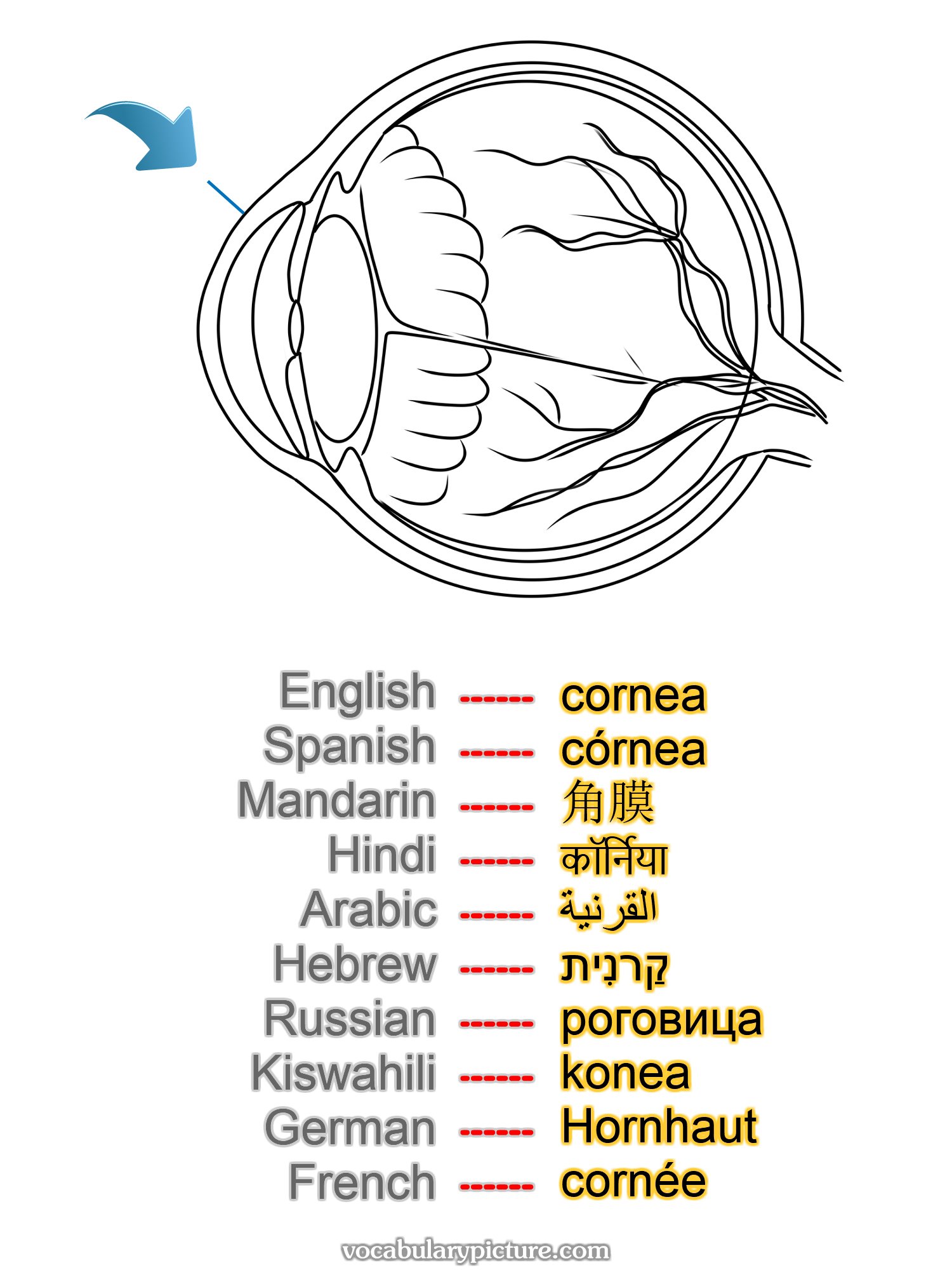 cornea córnea 角膜 कॉर्निया القرنية קַרנִית роговица konea Hornhaut cornée —vocabulary with picture on vocabularypicture.com