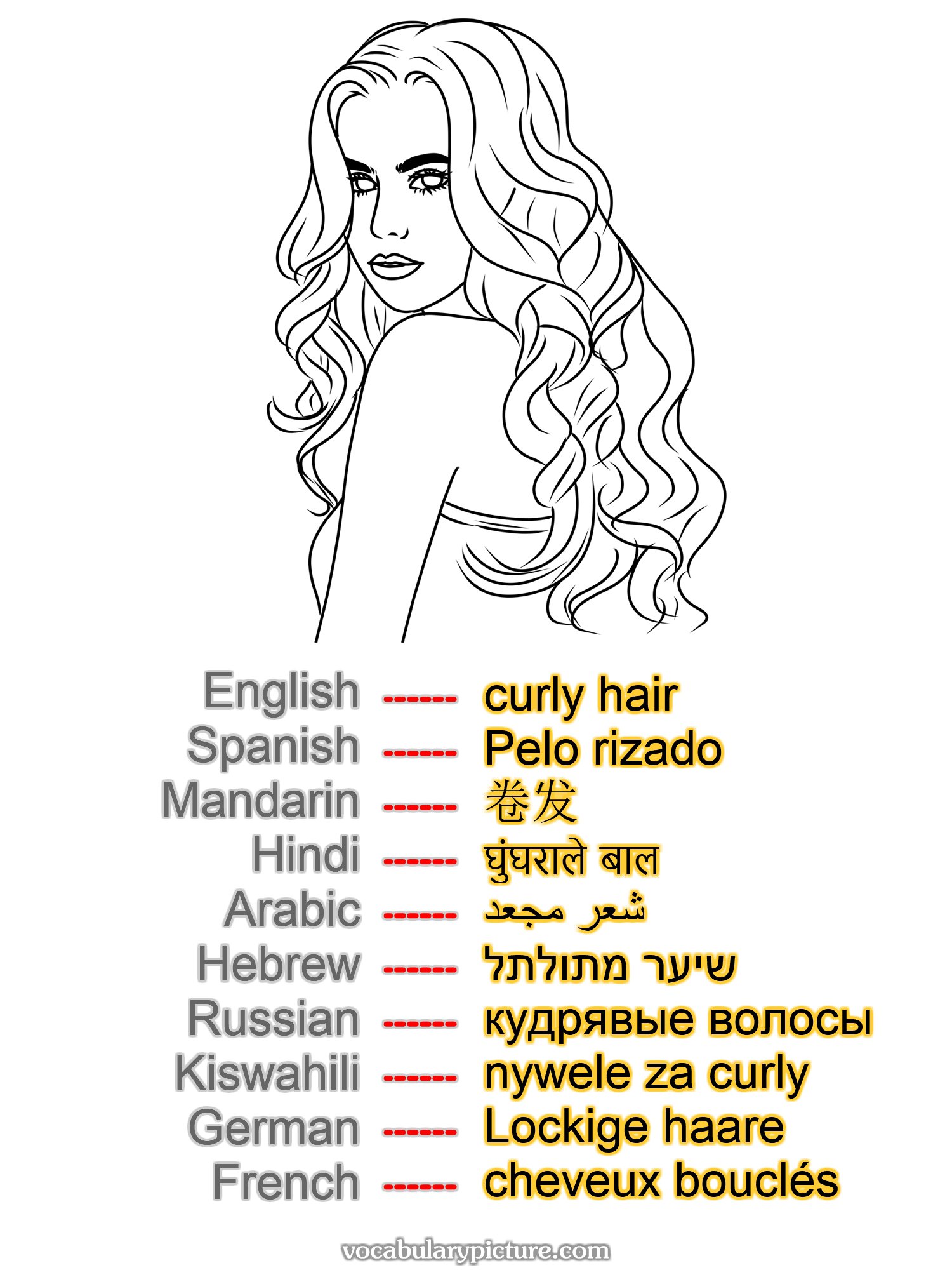 curly hair Pelo rizado 卷发 घुंघराले बाल شعر مجعد שיער מתולתל кудрявые волосы nywele za curly Lockige haare cheveux bouclés —vocabulary with picture on vocabularypicture.com
