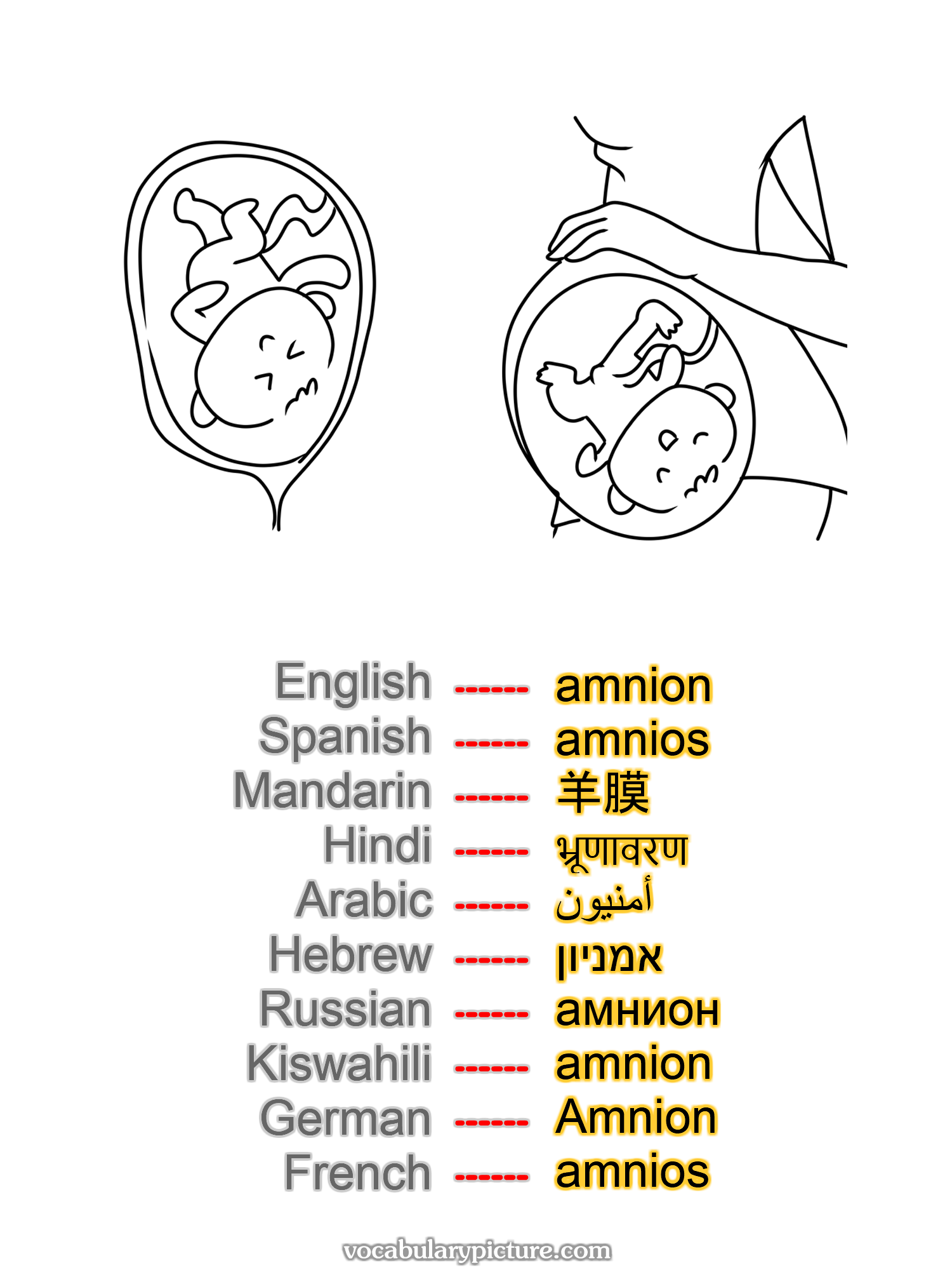 amnion amnios 羊膜 भ्रूणावरण أمنيون אמניון амнион amnion Amnion amnios -vocabulary with picture on vocabularypicture.com